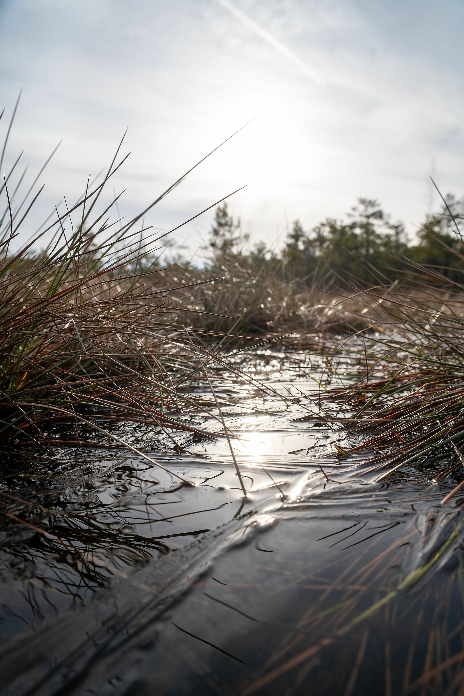 The Cenas tirelis bog