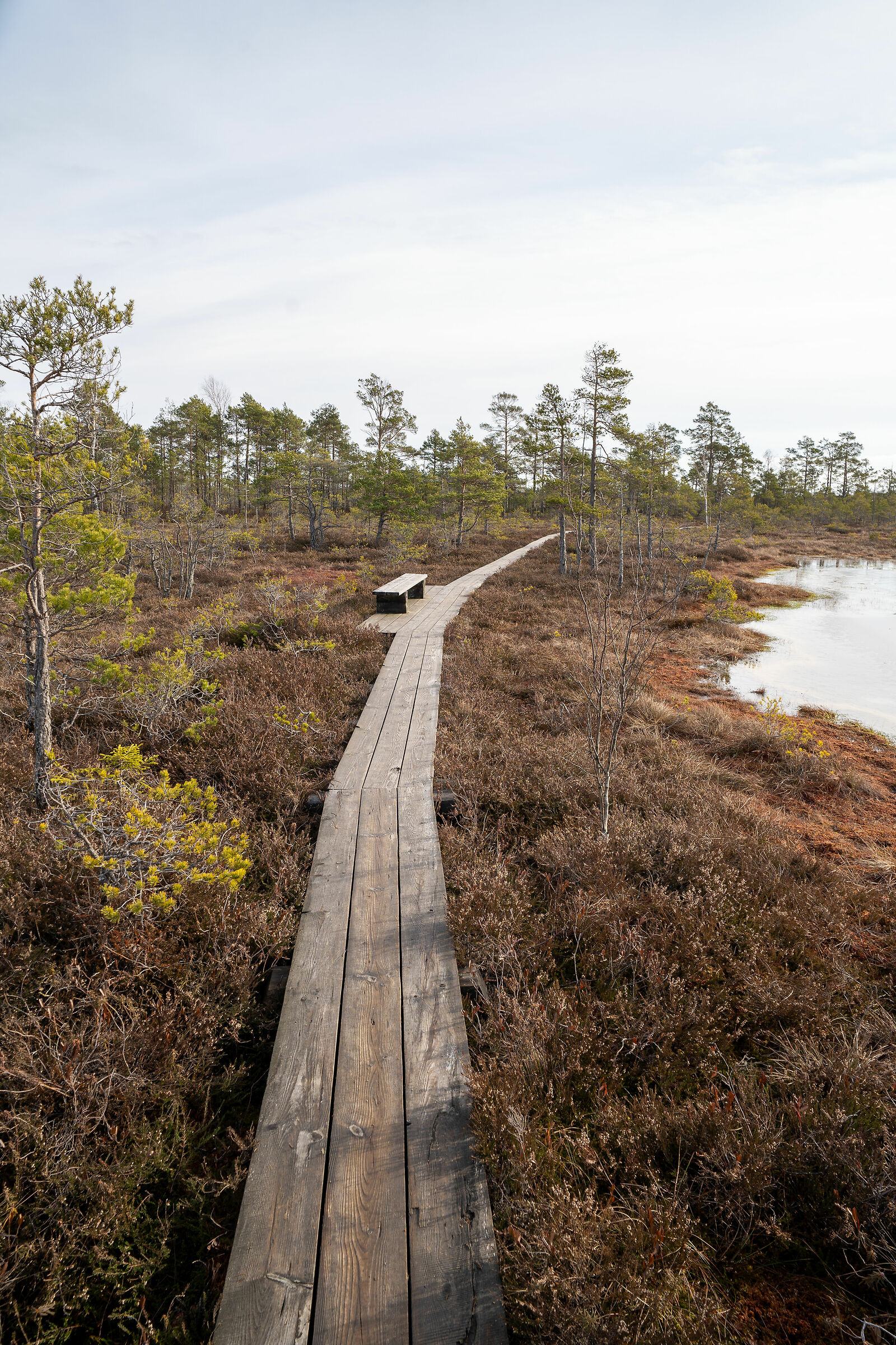 The Cenas tirelis bog trail