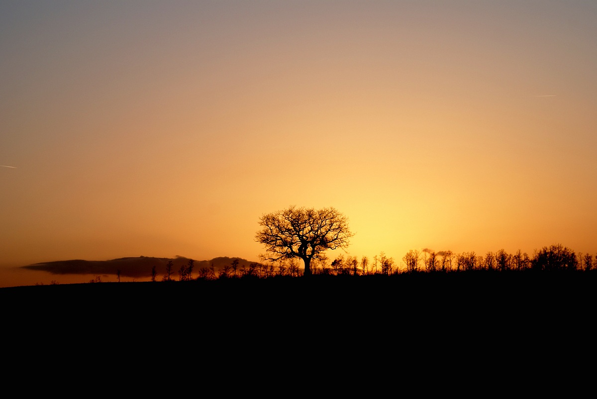 Tree at sunset