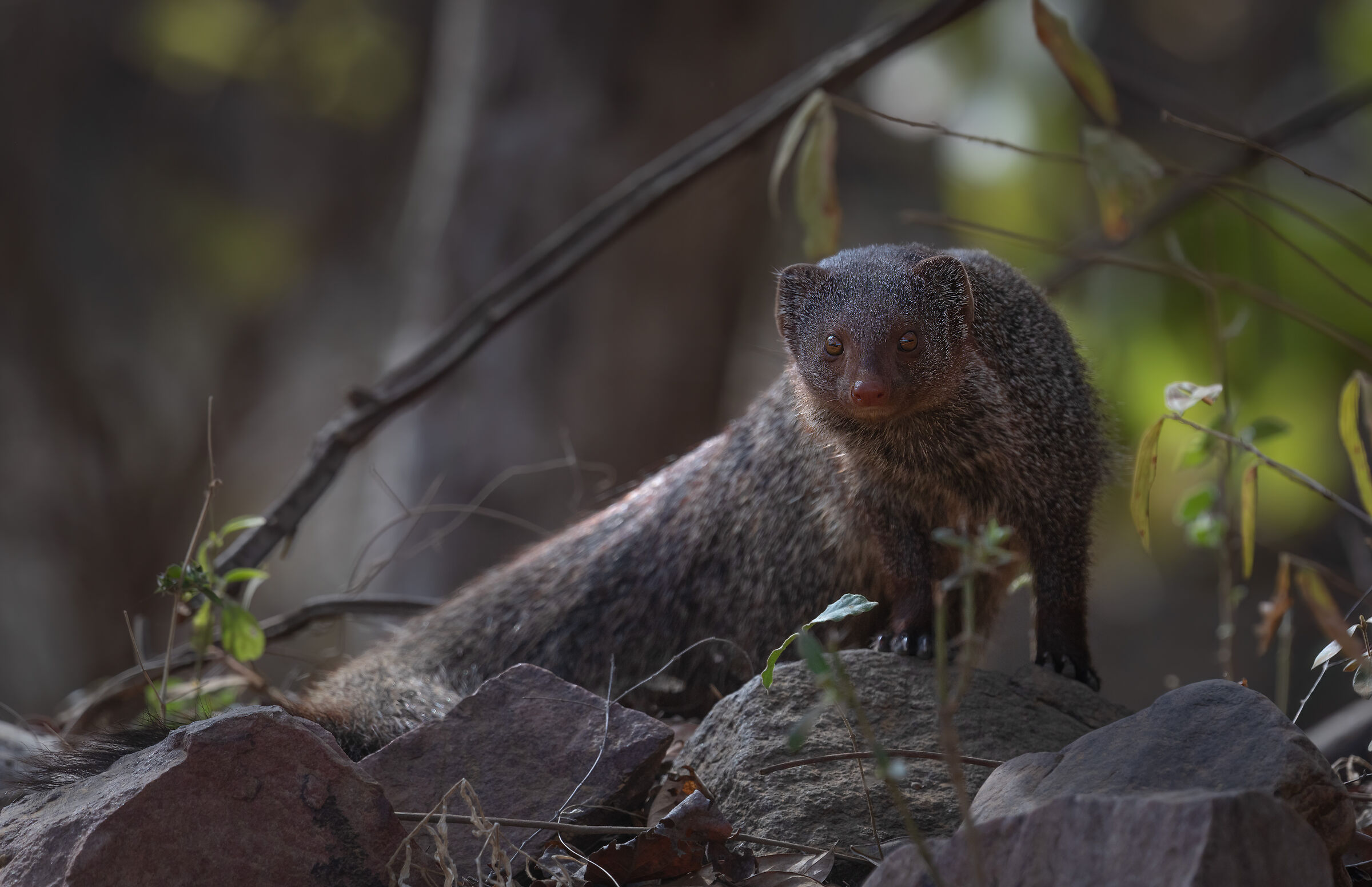 Mongoose