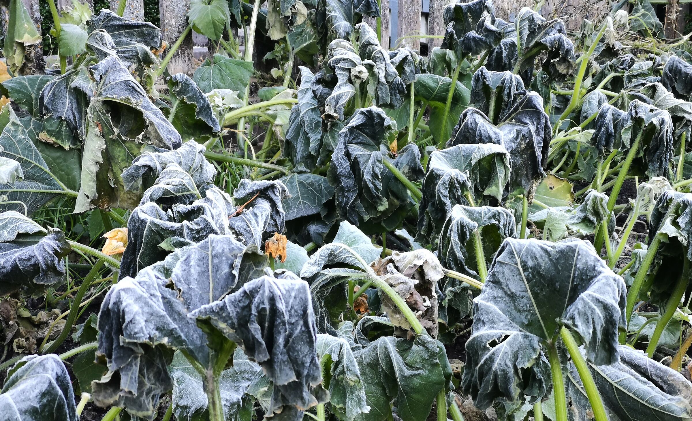 Even frost is fascinating