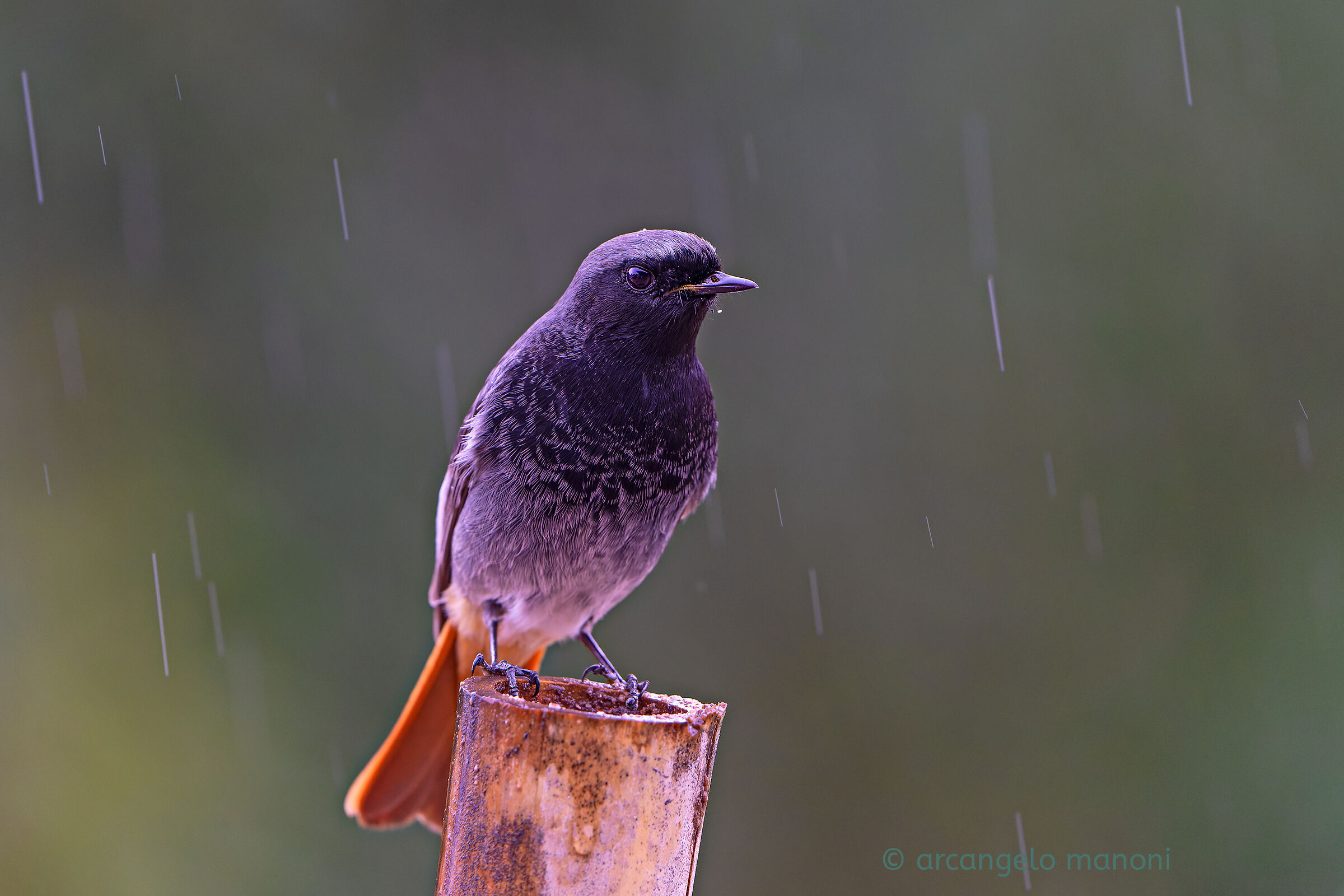 Lui sotto la pioggia