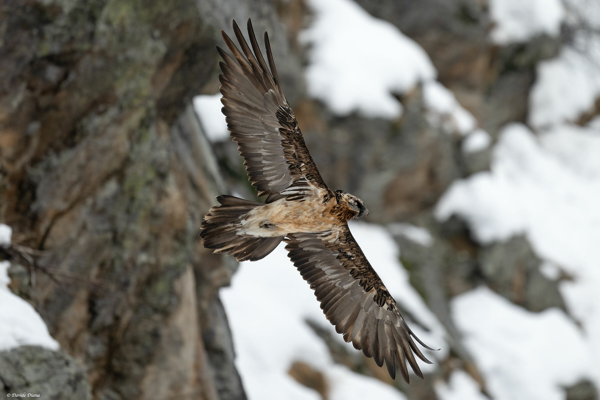 Gypaetus barbatus - Gran Paradiso National Park