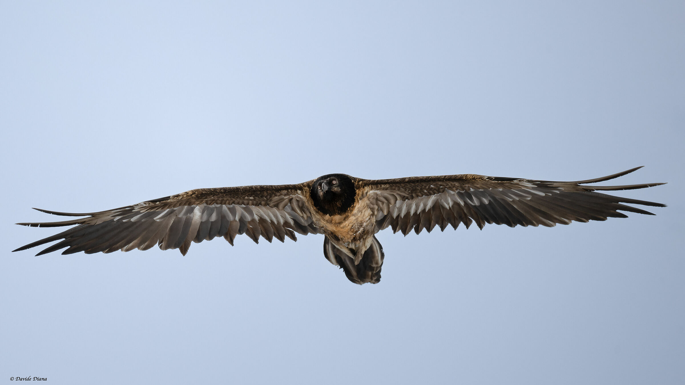 Gypaetus barbatus - Gran Paradiso National Park