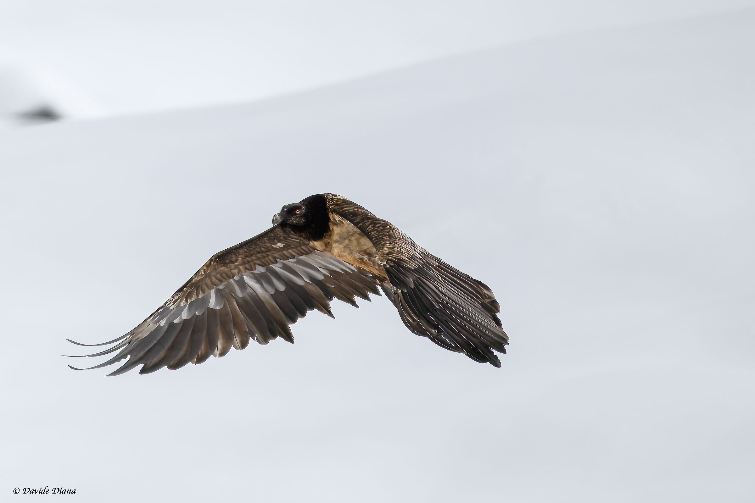 Gypaetus barbatus - Gran Paradiso National Park