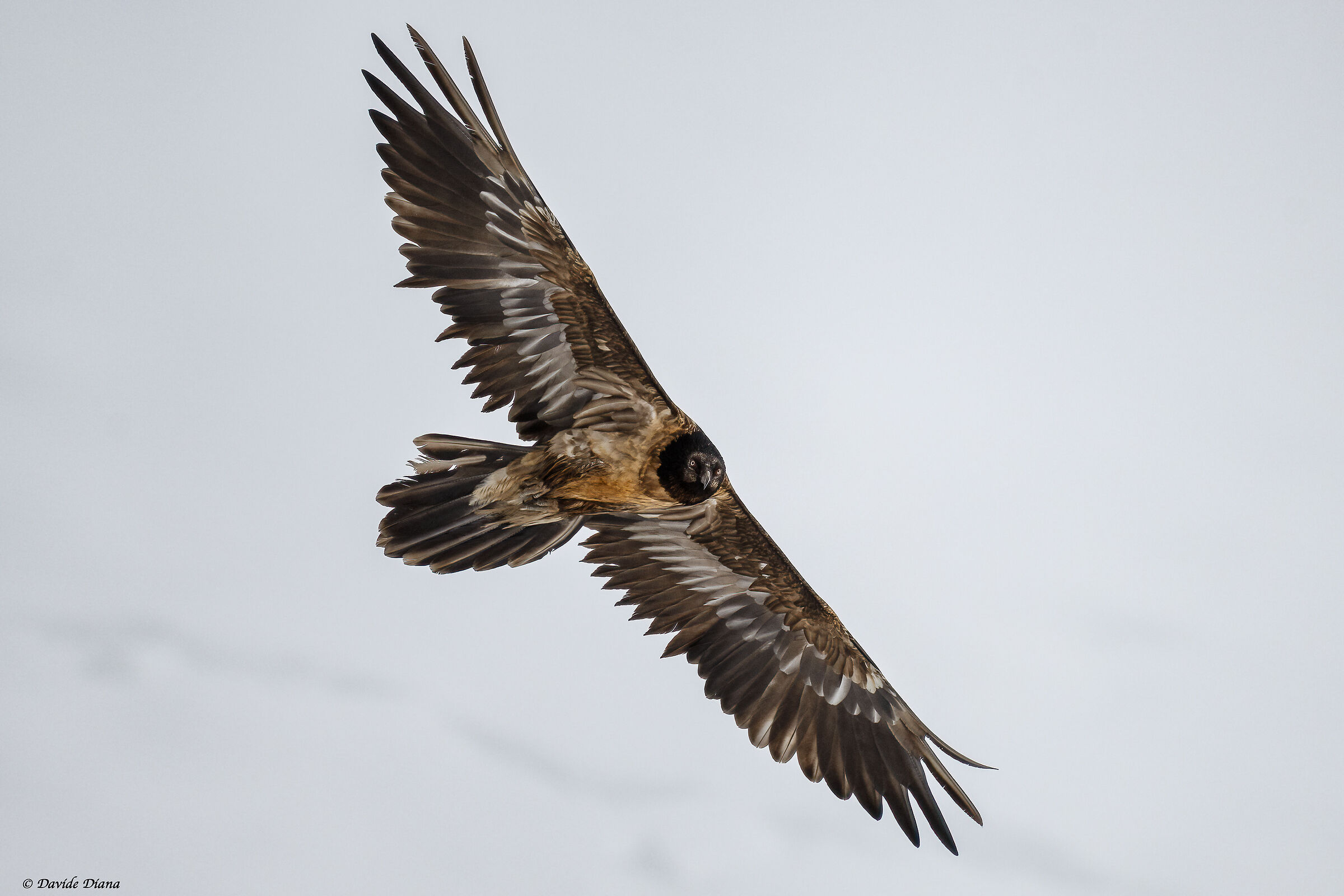 Gypaetus barbatus - Gran Paradiso National Park