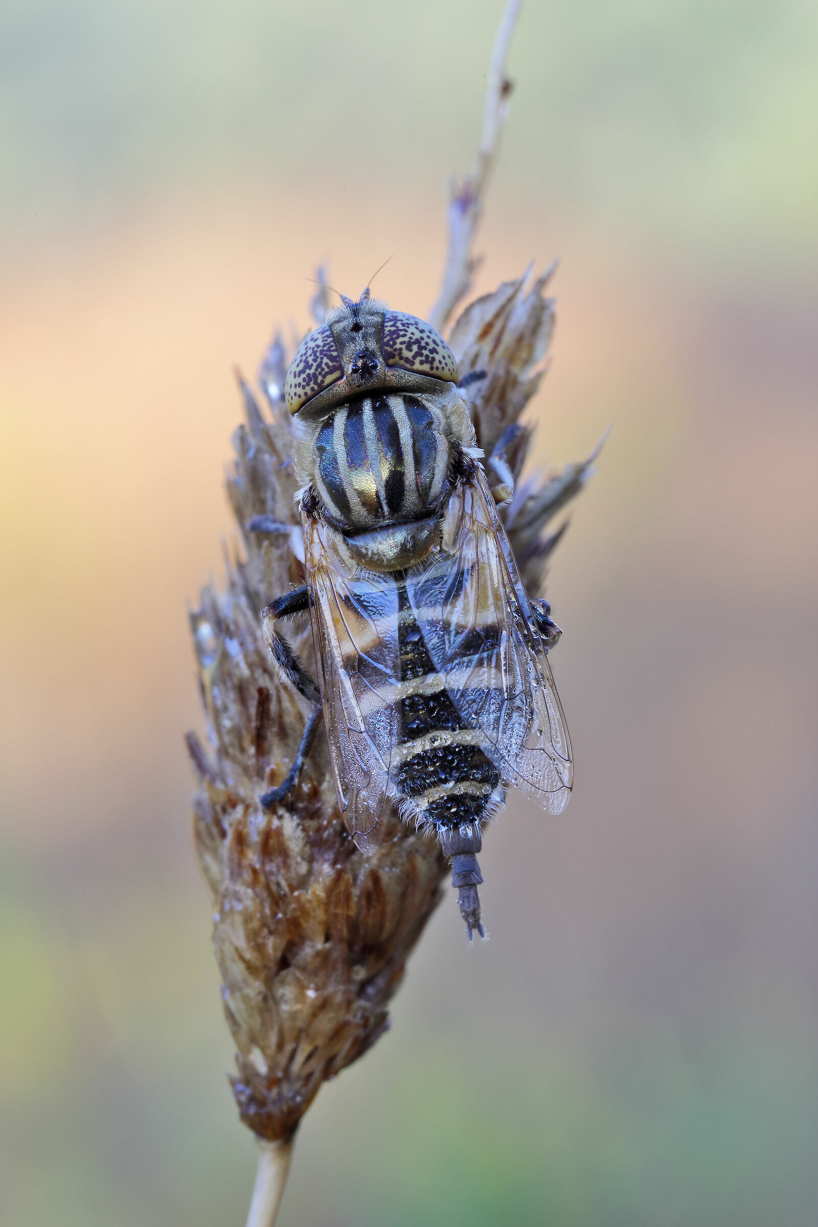 Eristalinus aeneus