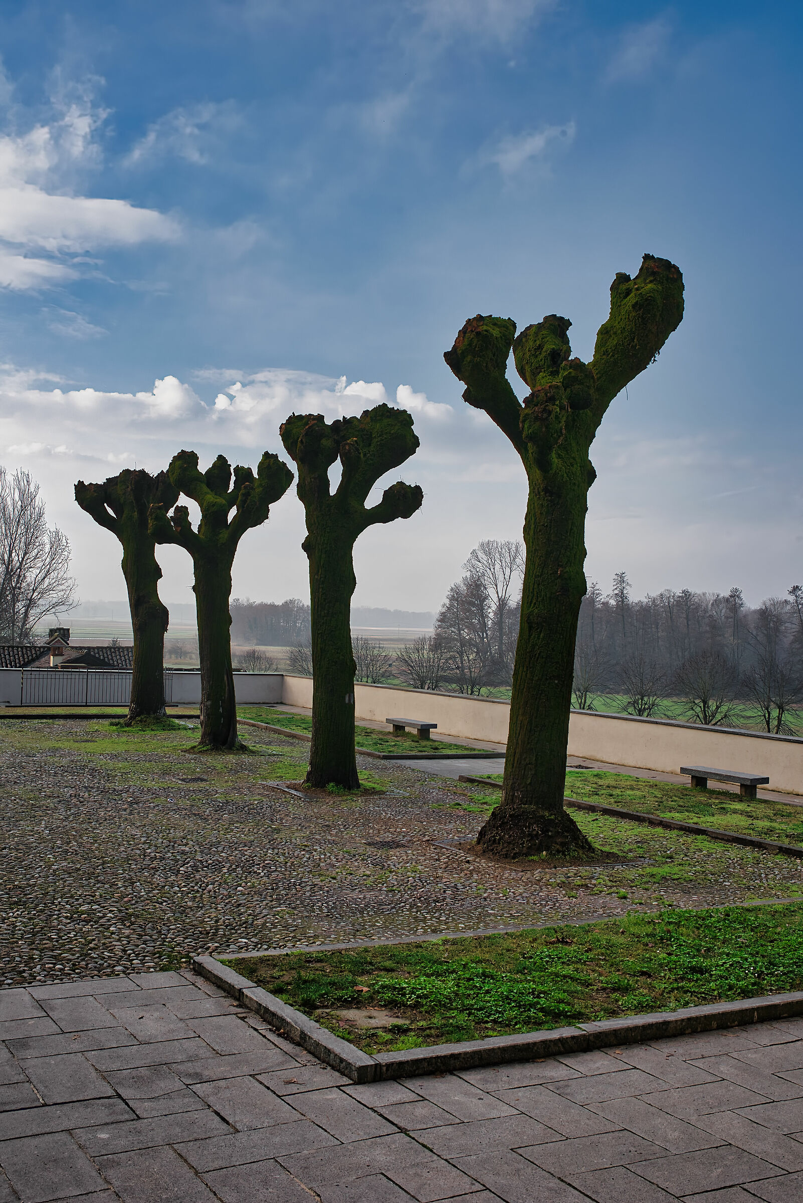 Quattro alberi spogli
