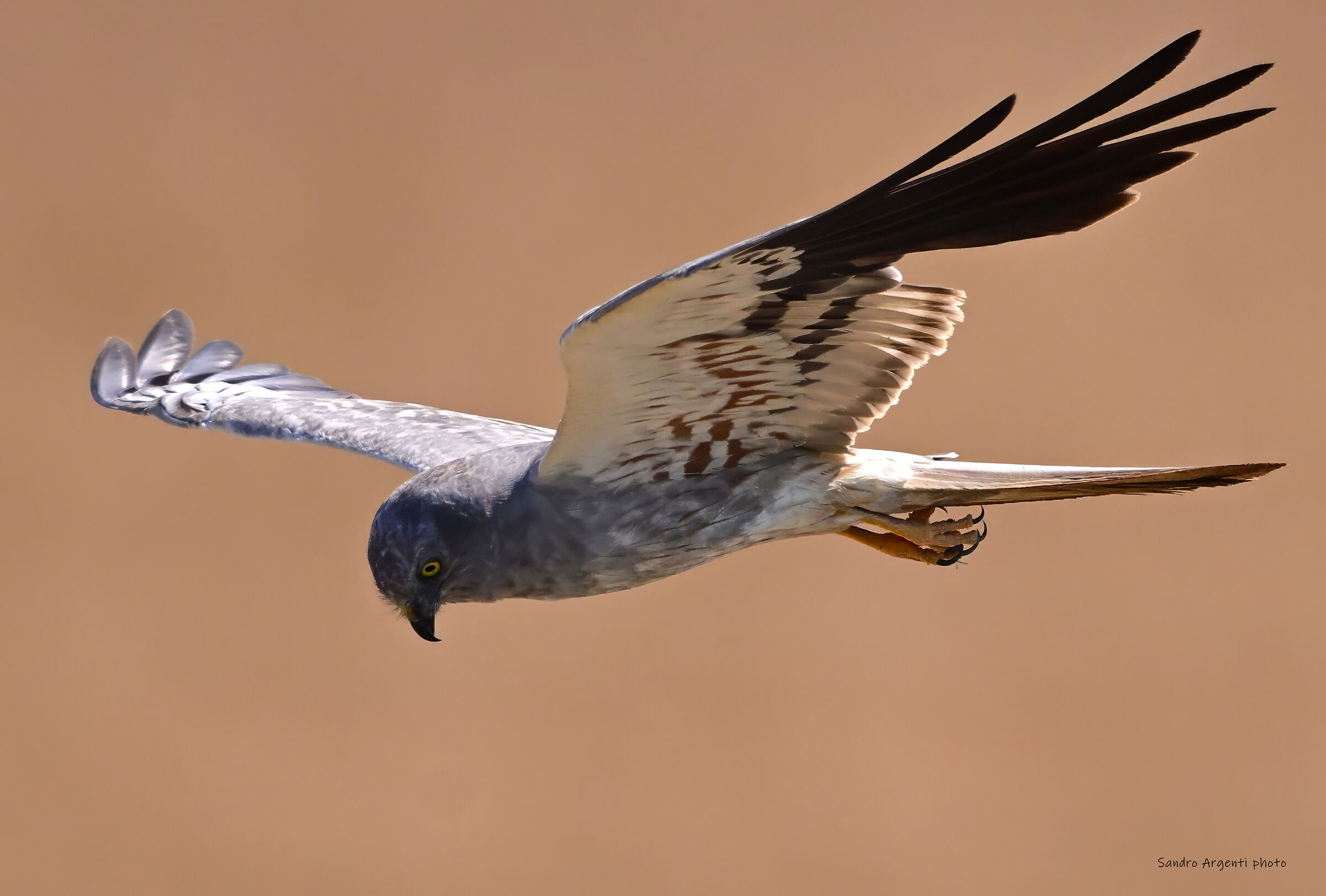 Albanella minore (Circus pygargus)