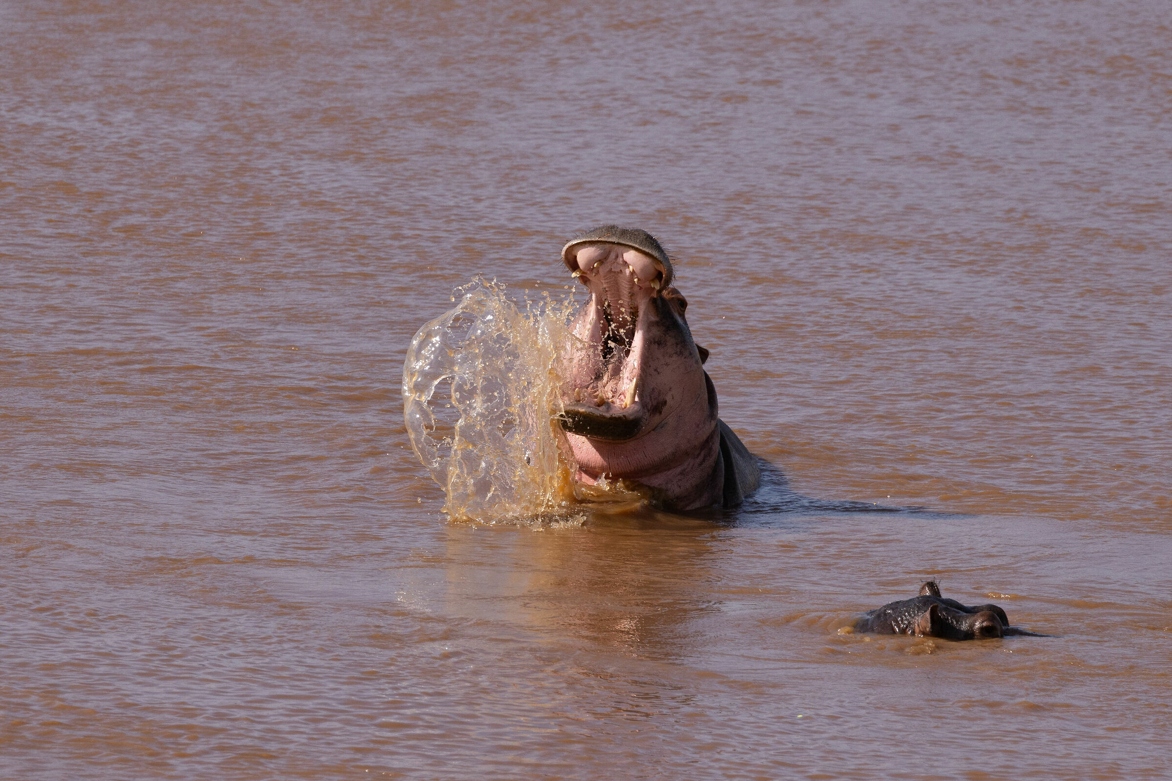 Il Re del fiume Galana
