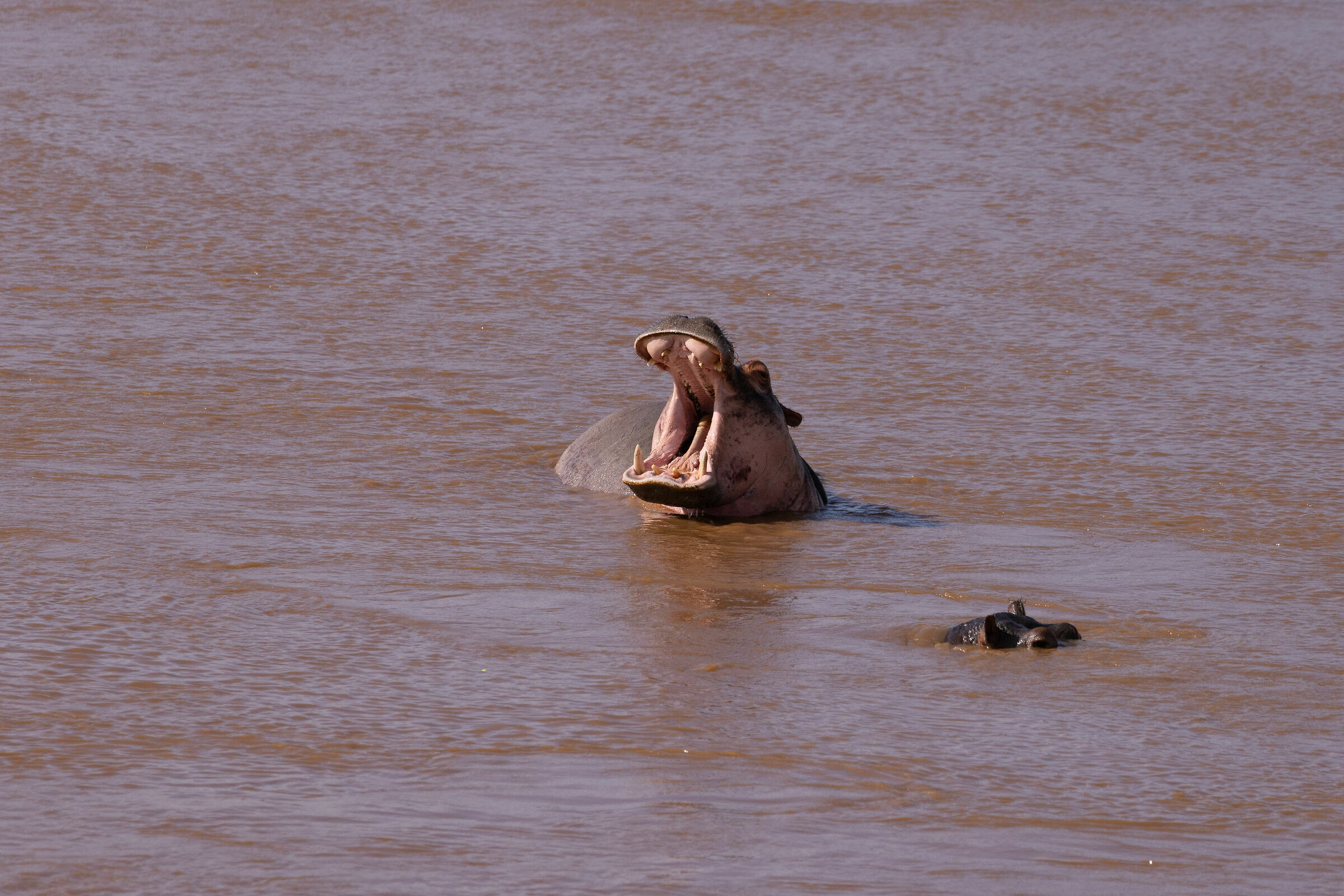 Il Re del fiume Galana