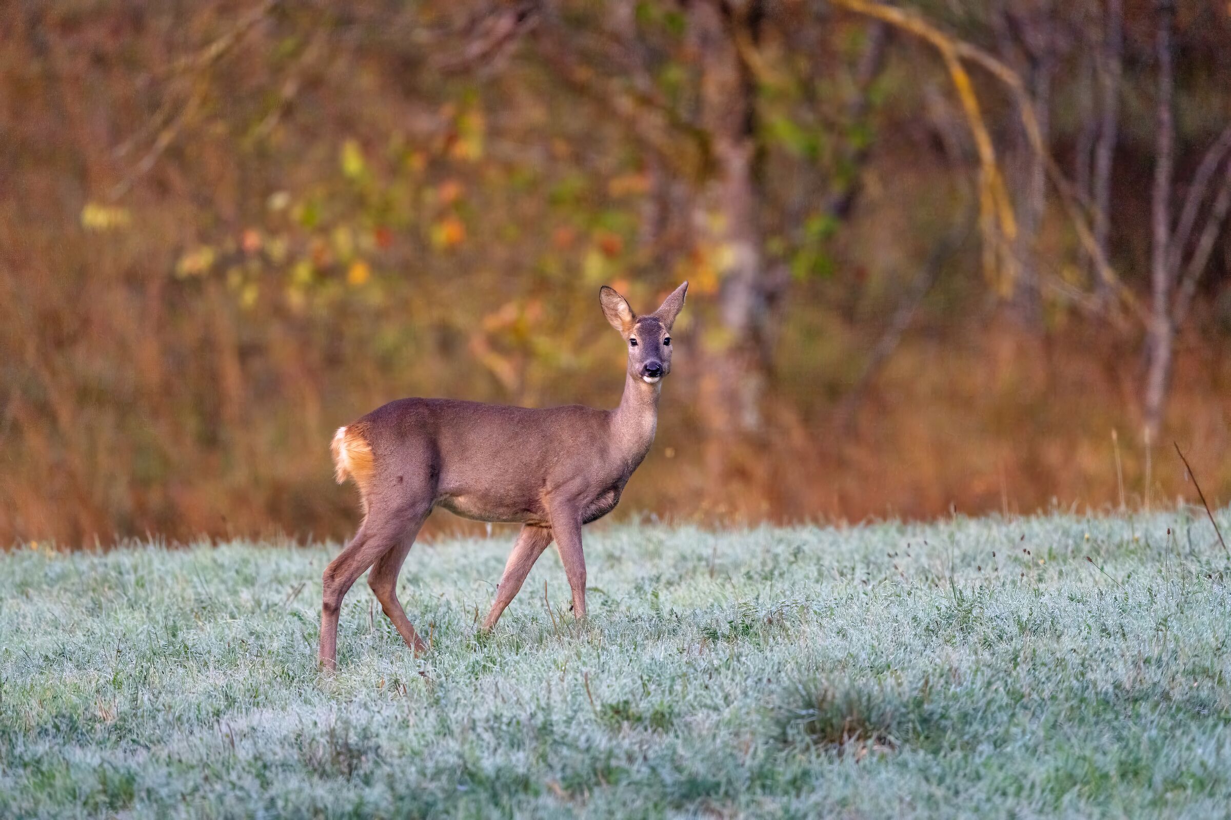 Capriolo (Capreolus capreolus)