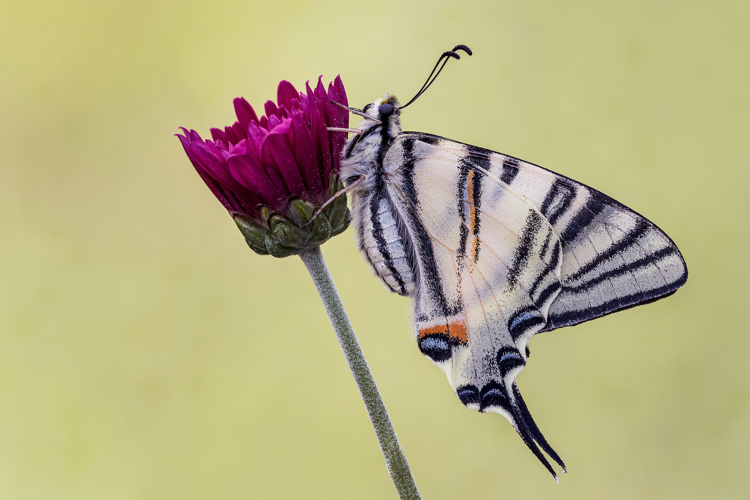 Scarce swallowtail