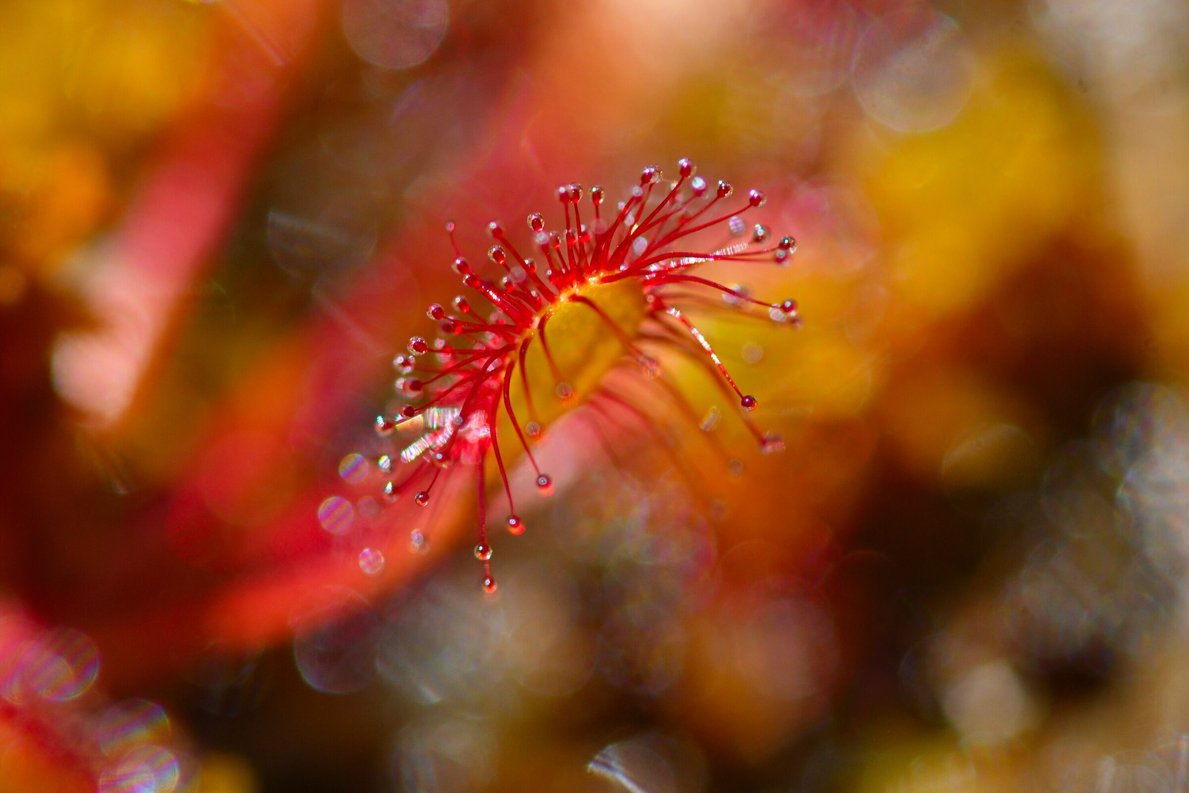 Drosera Longifolia