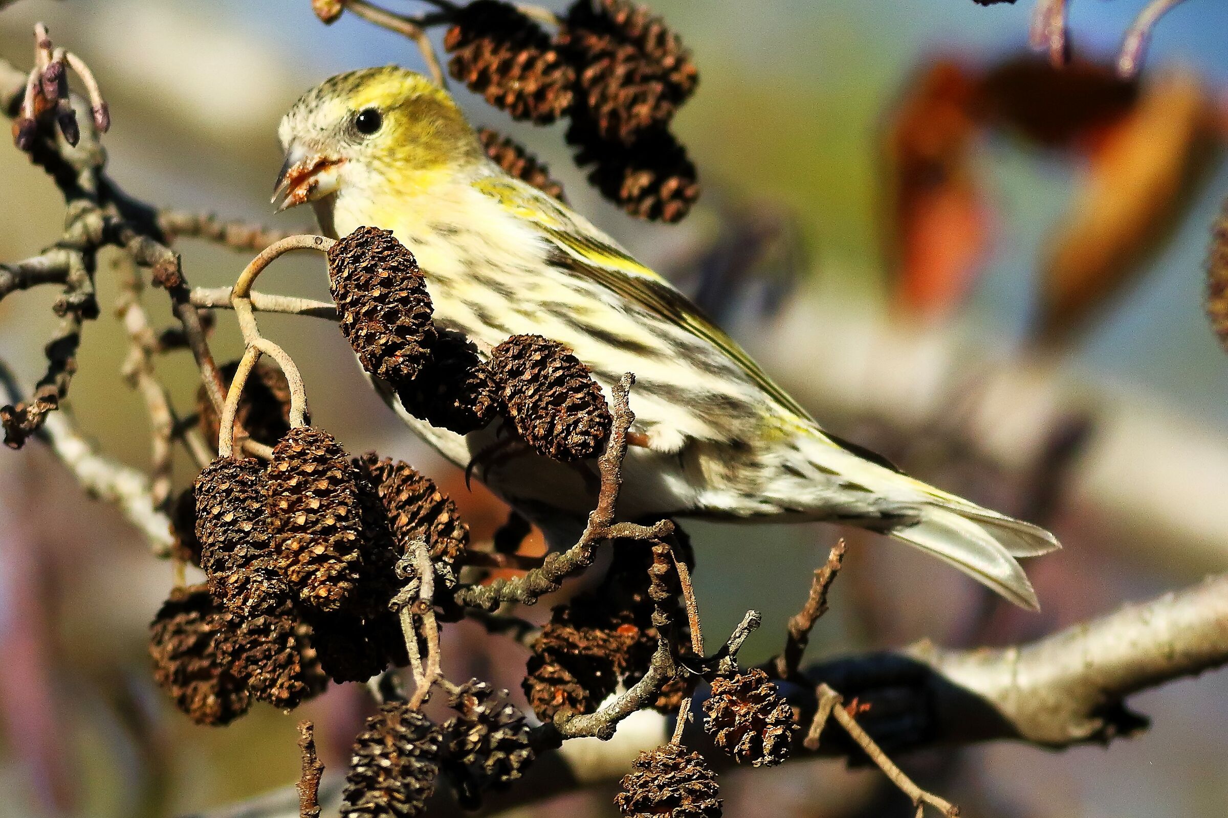 Lucherino 19-12-2023