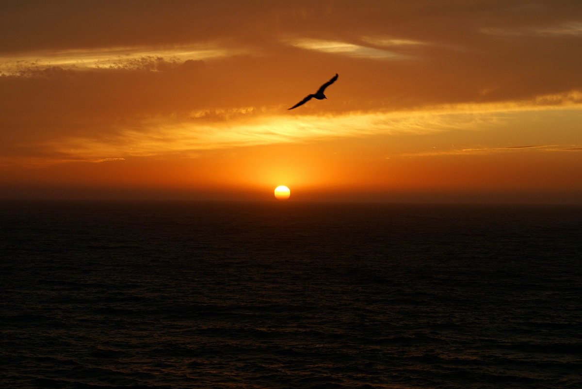 Seagull at sunset