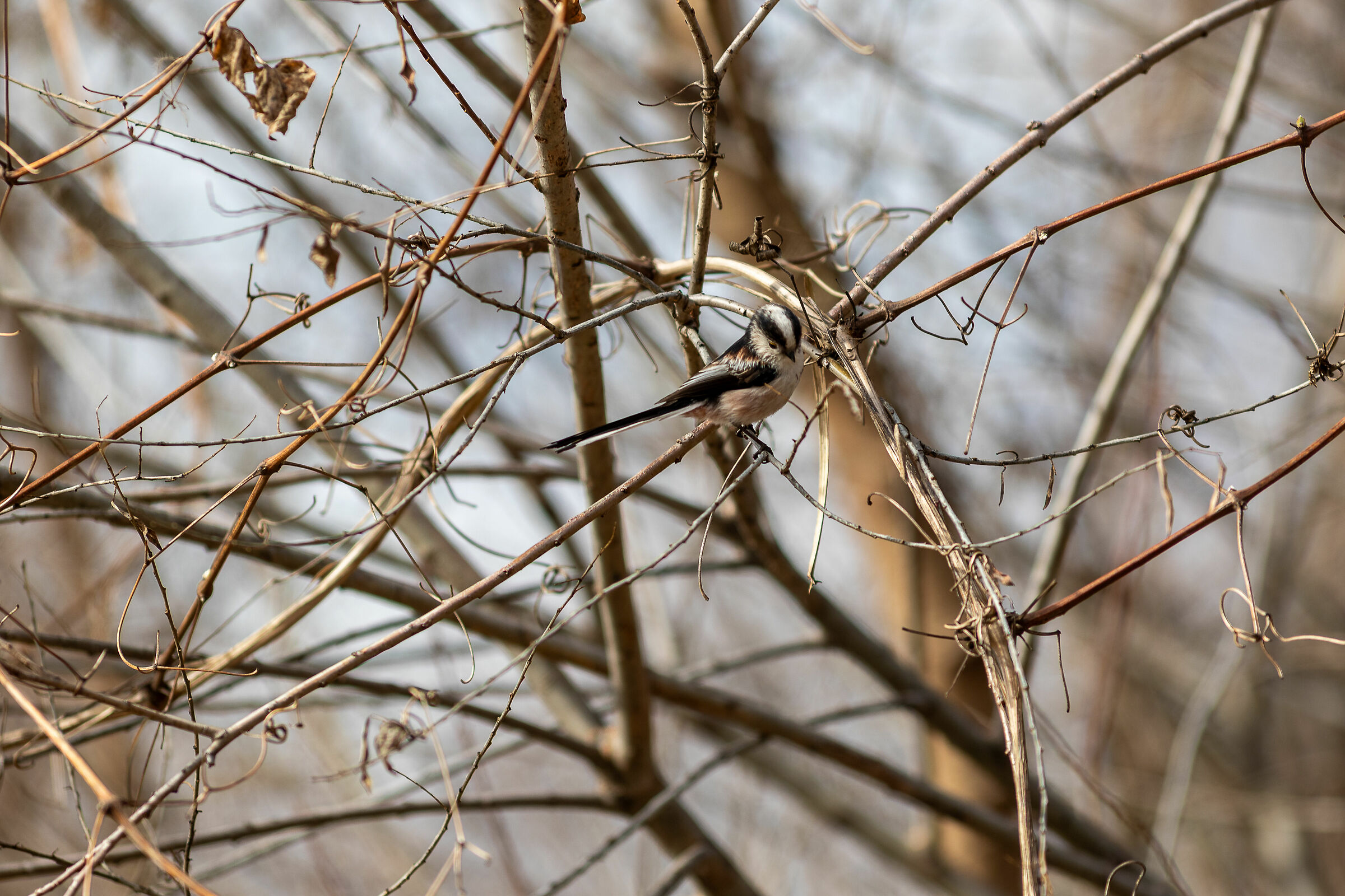 Codibugnolus Talverensis