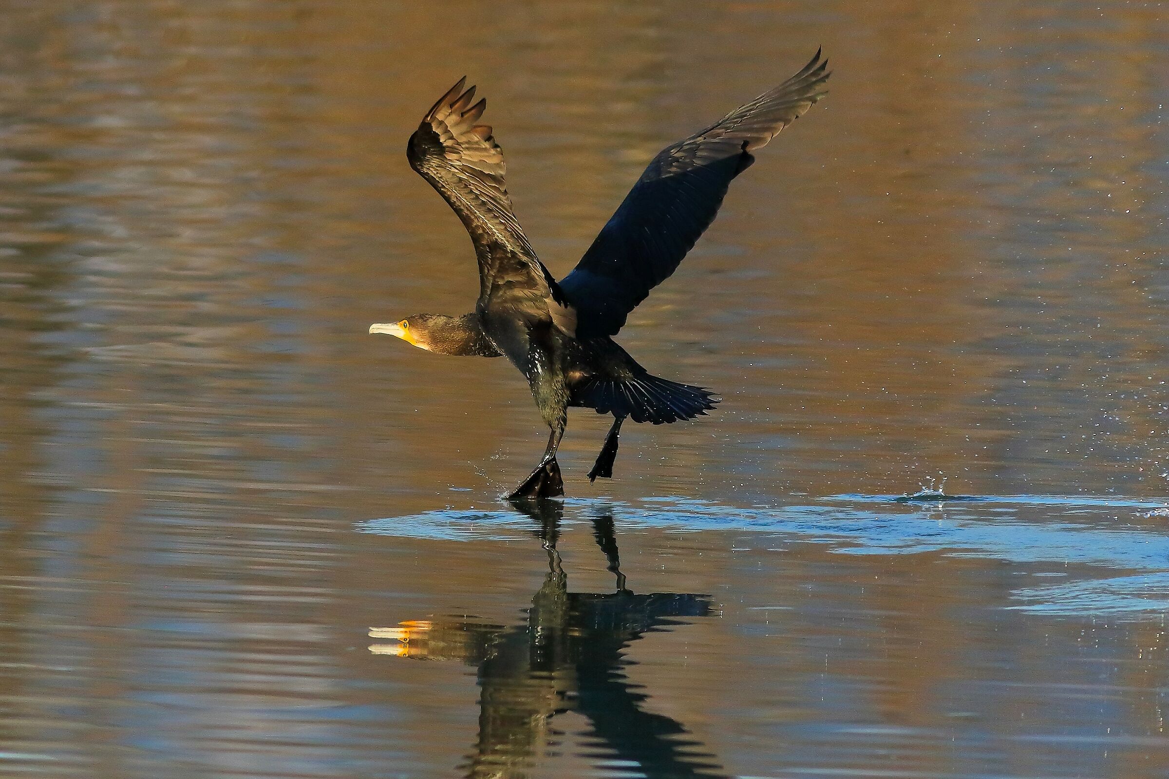 Cormorant 19-12-2023