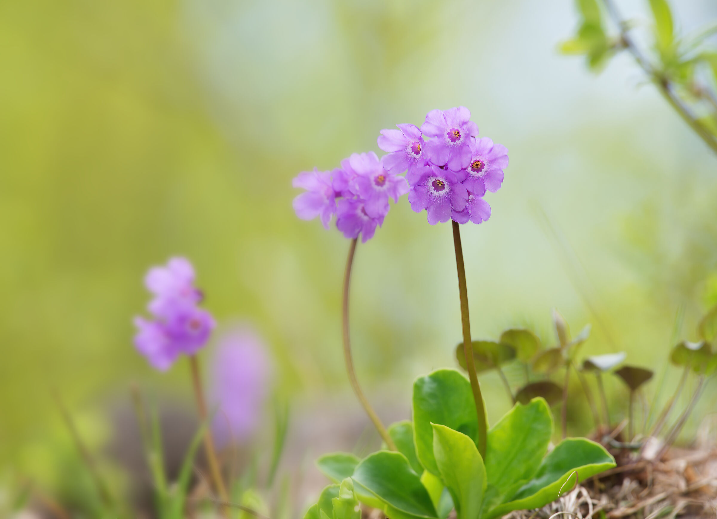 Carniolian primrose