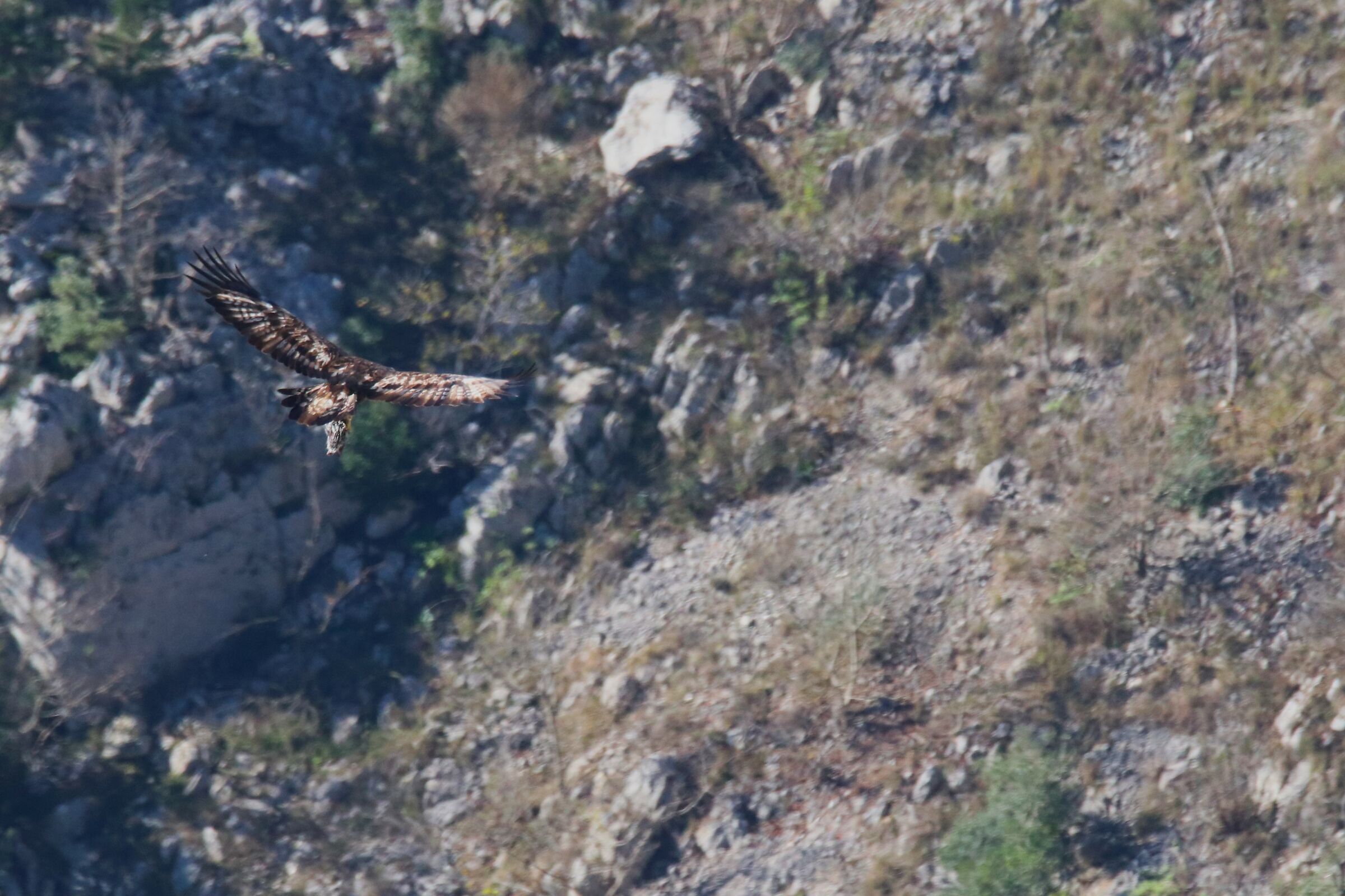Aquila con preda ;Istrice