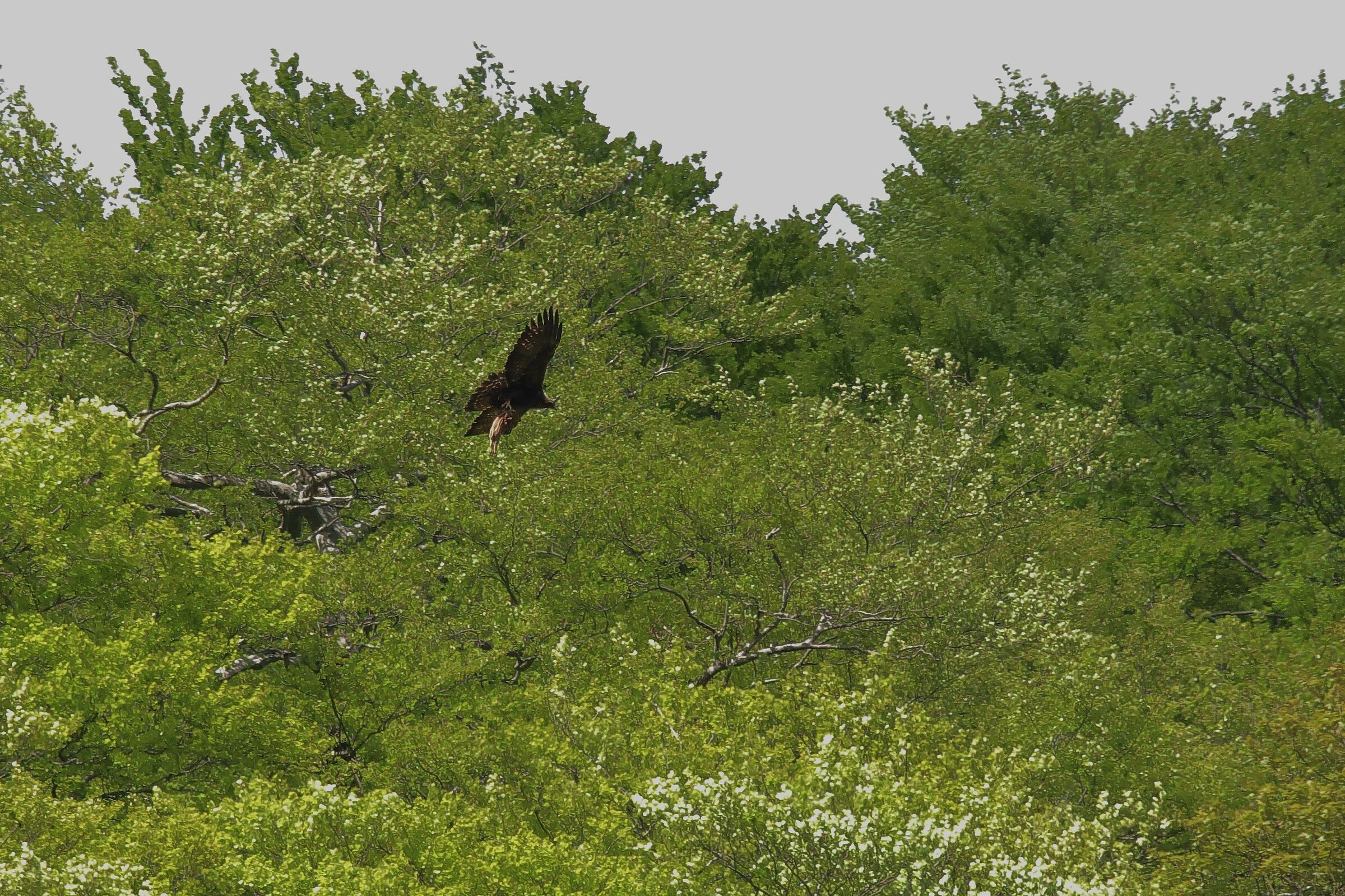 Aquila con preda ;Cinghialetto