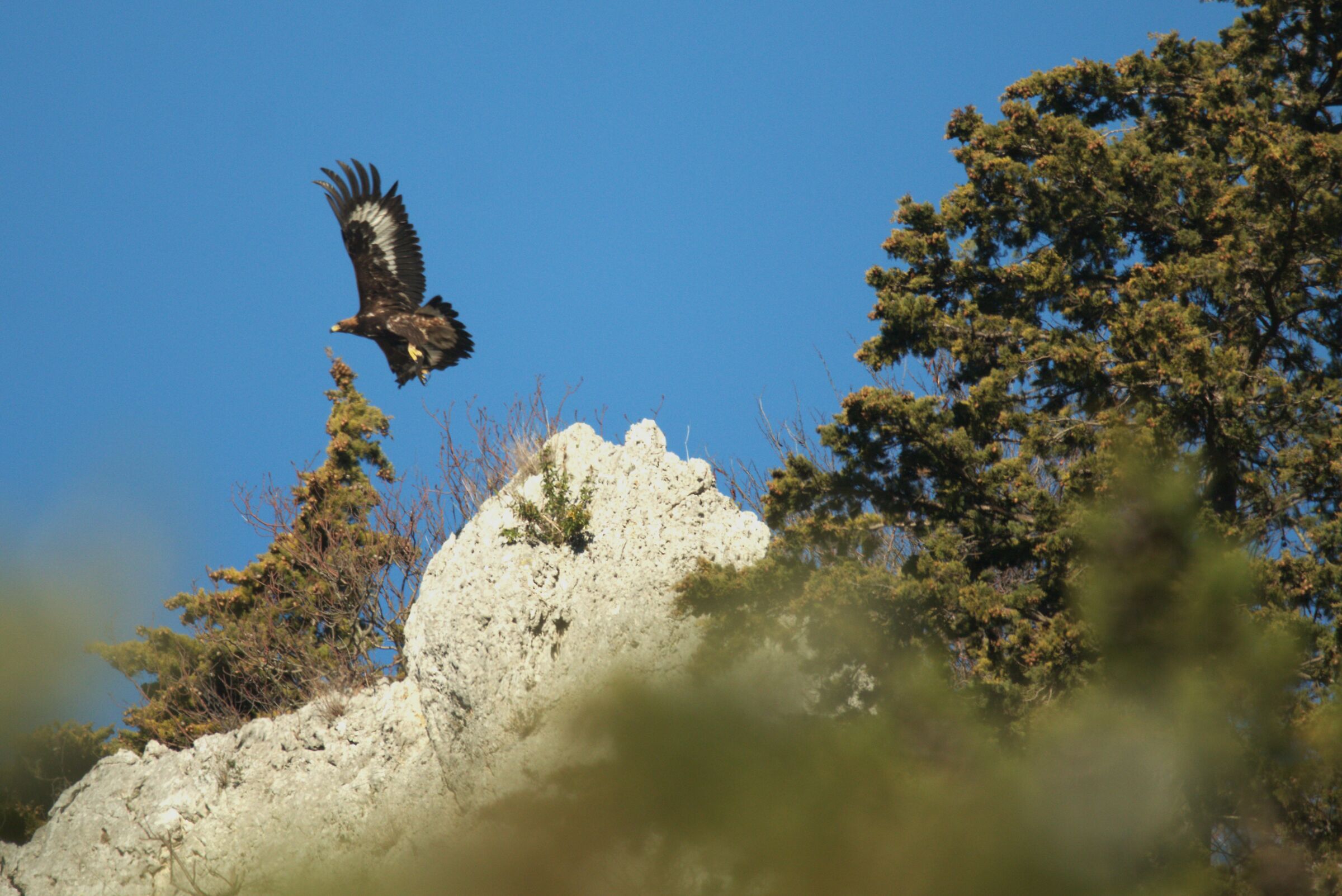 Giovane di Aquila Reale