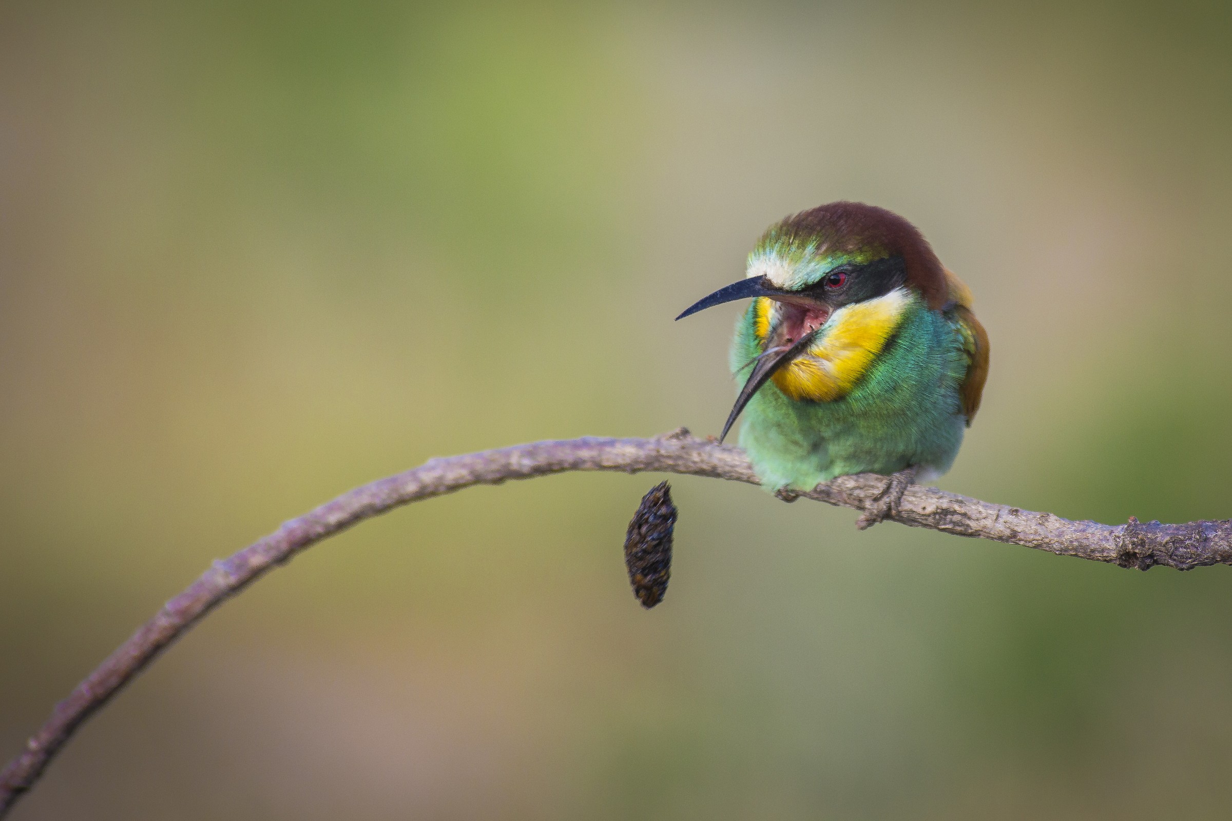 Eaten too much? Eat heavy?