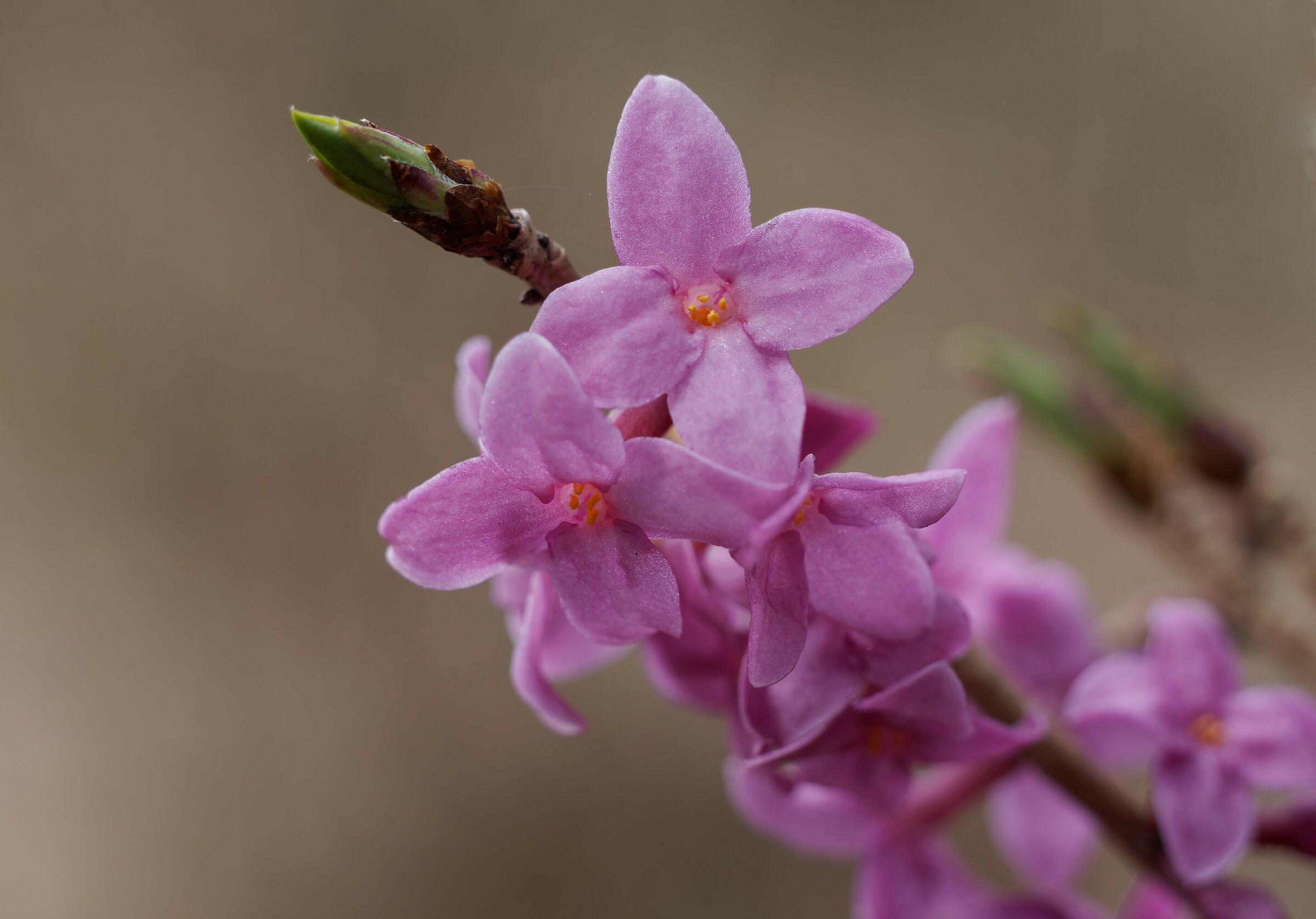 Daphne mezereum