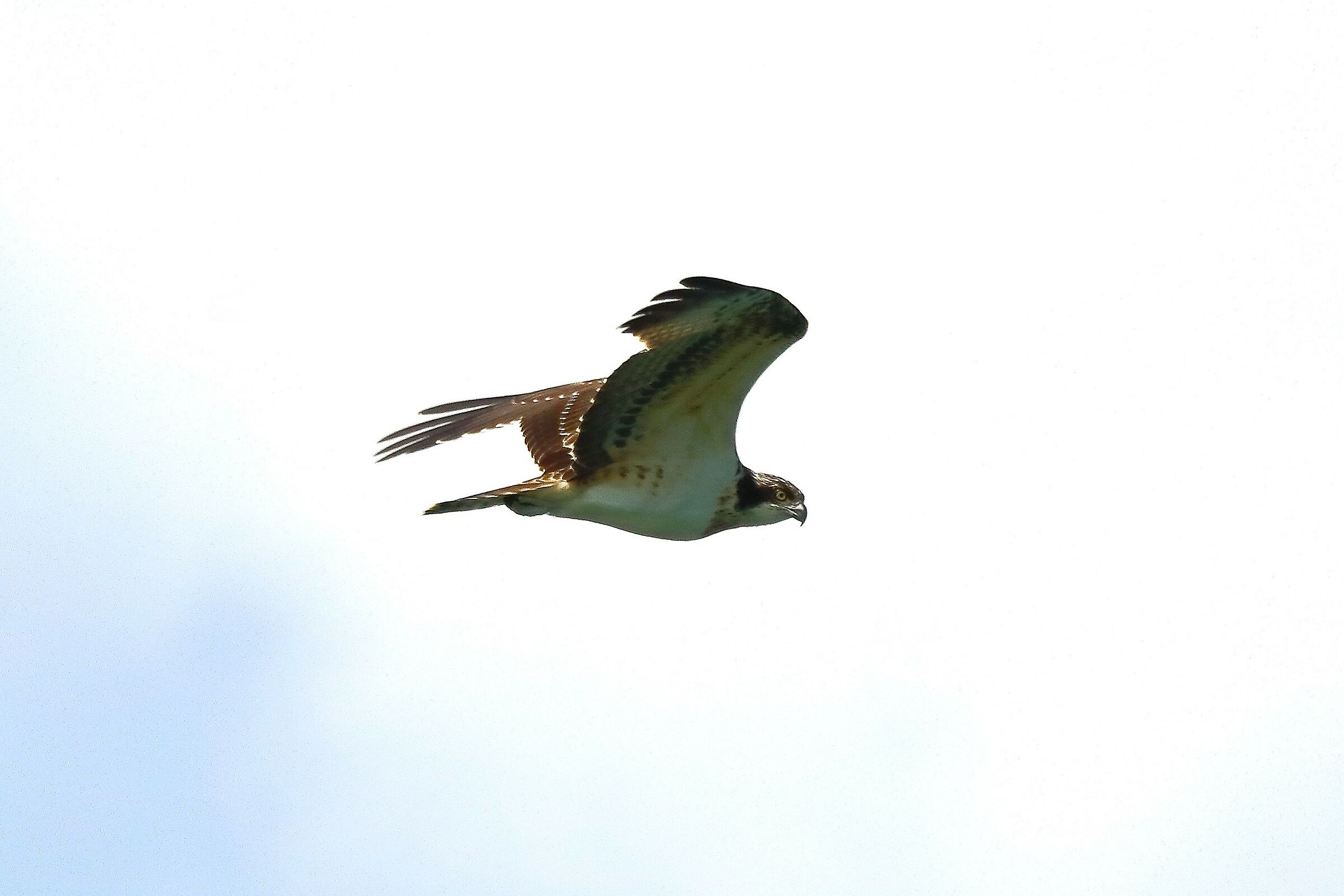 Osprey 02 September 2021 - 0181