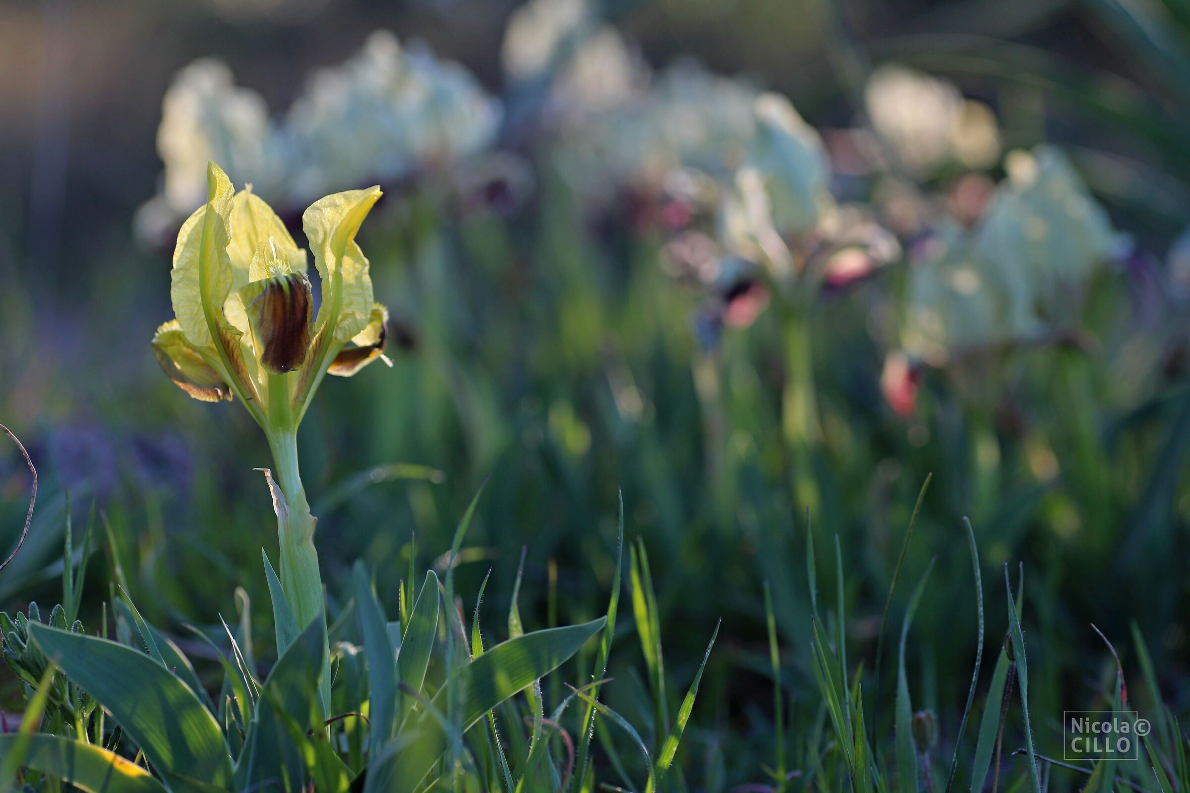 Iris pseudopumila