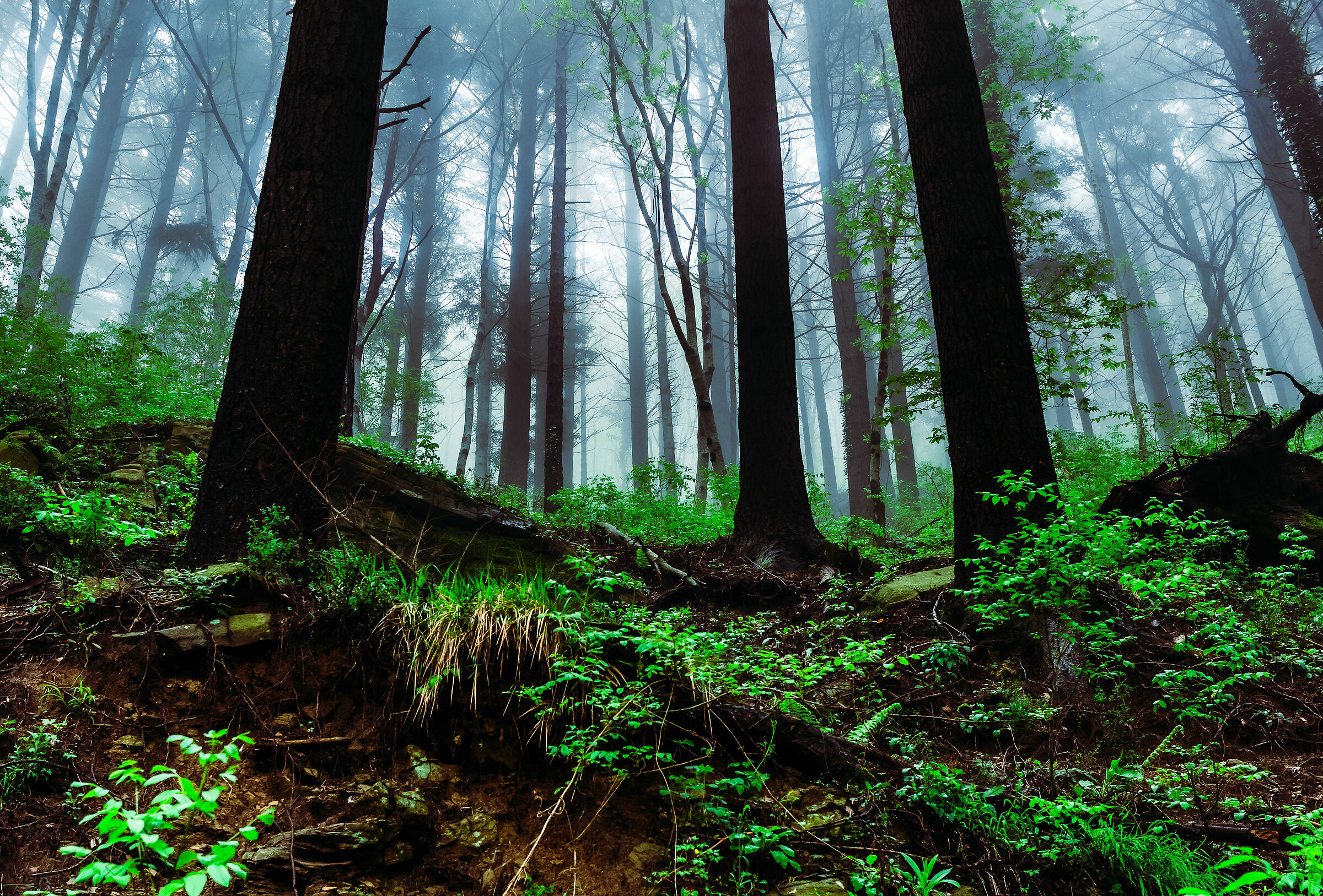 Era tutto così primordiale