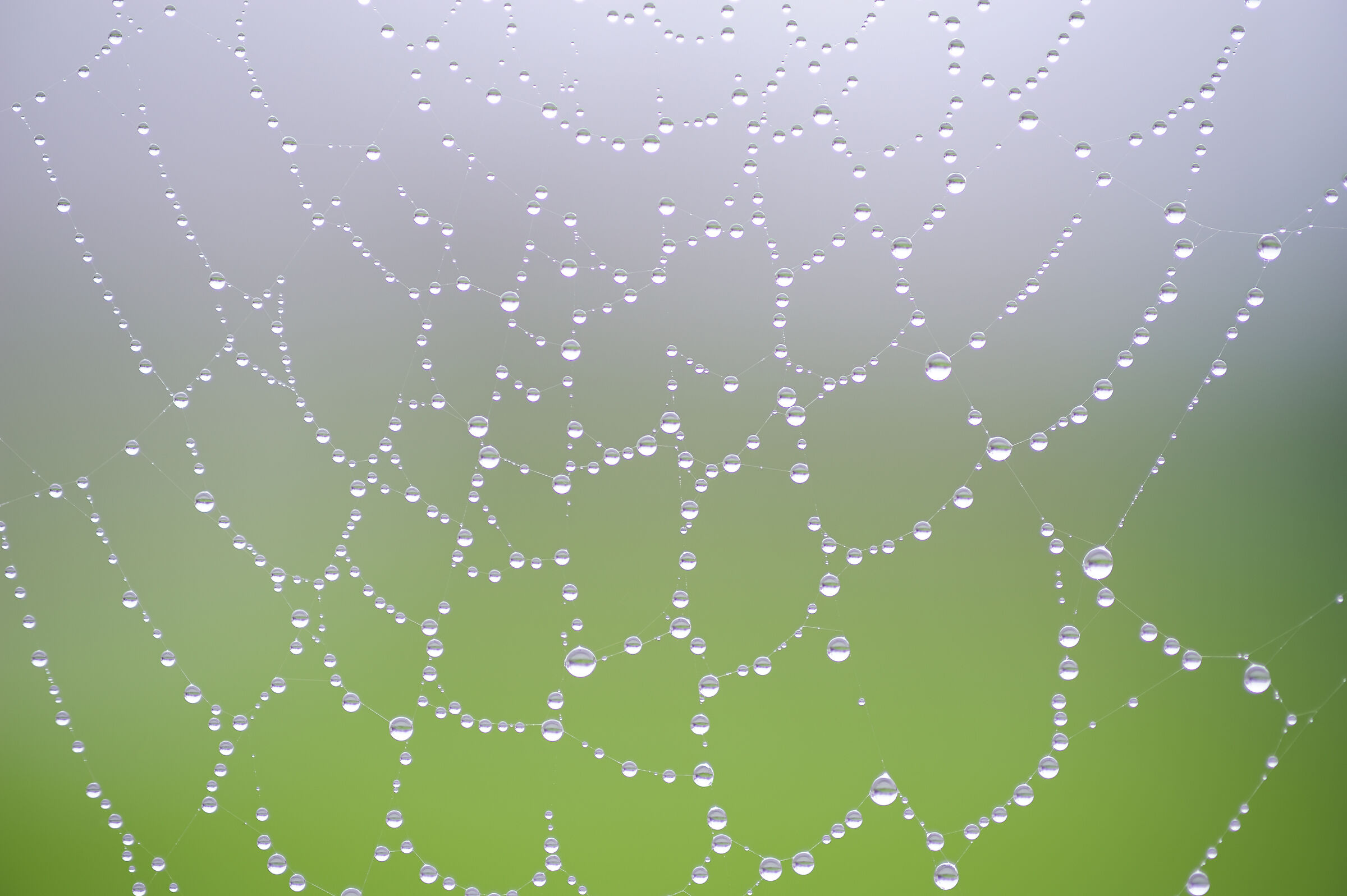 Perle ragnatelose...