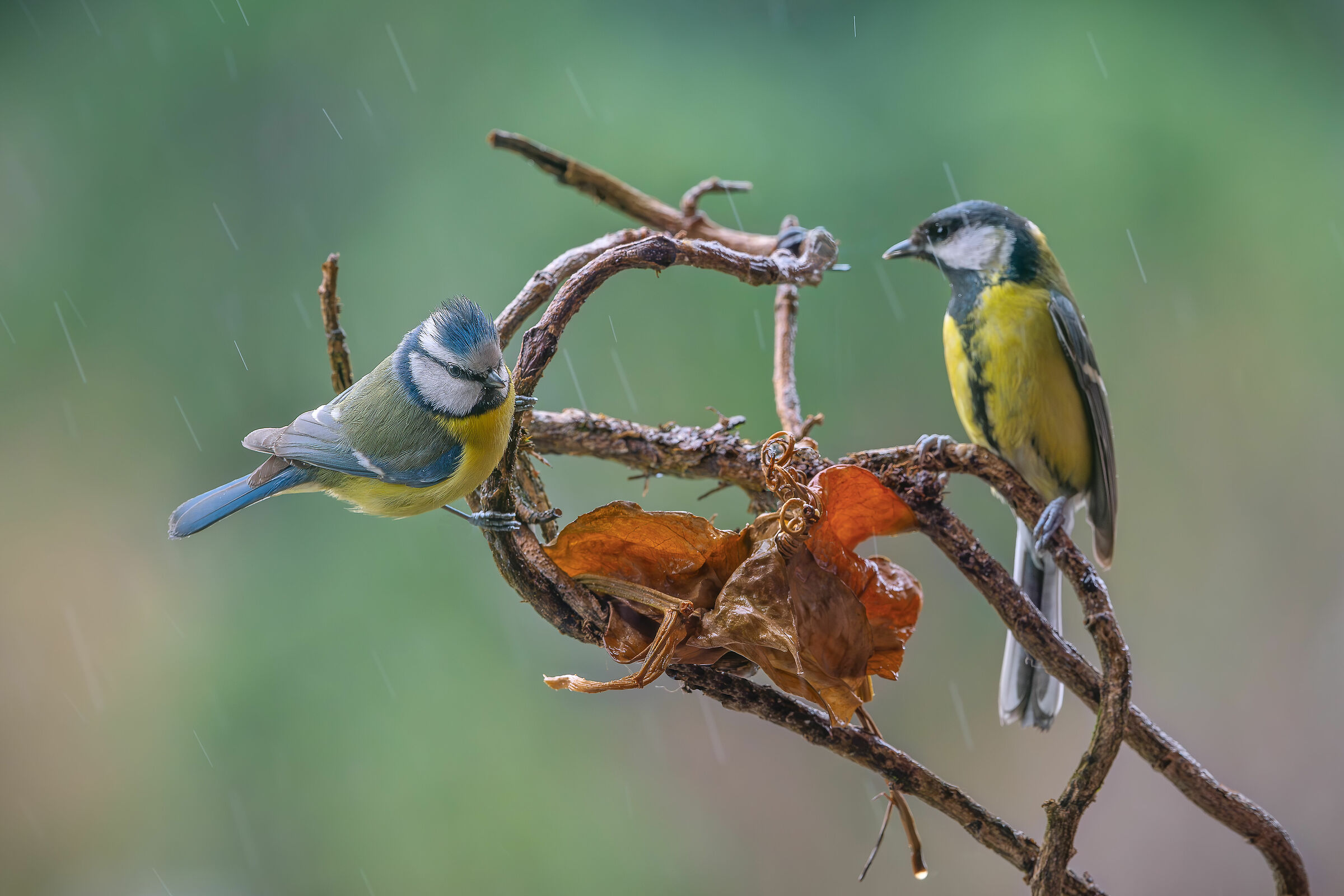 Rainy day and then from the balcony of the Cinciarel house