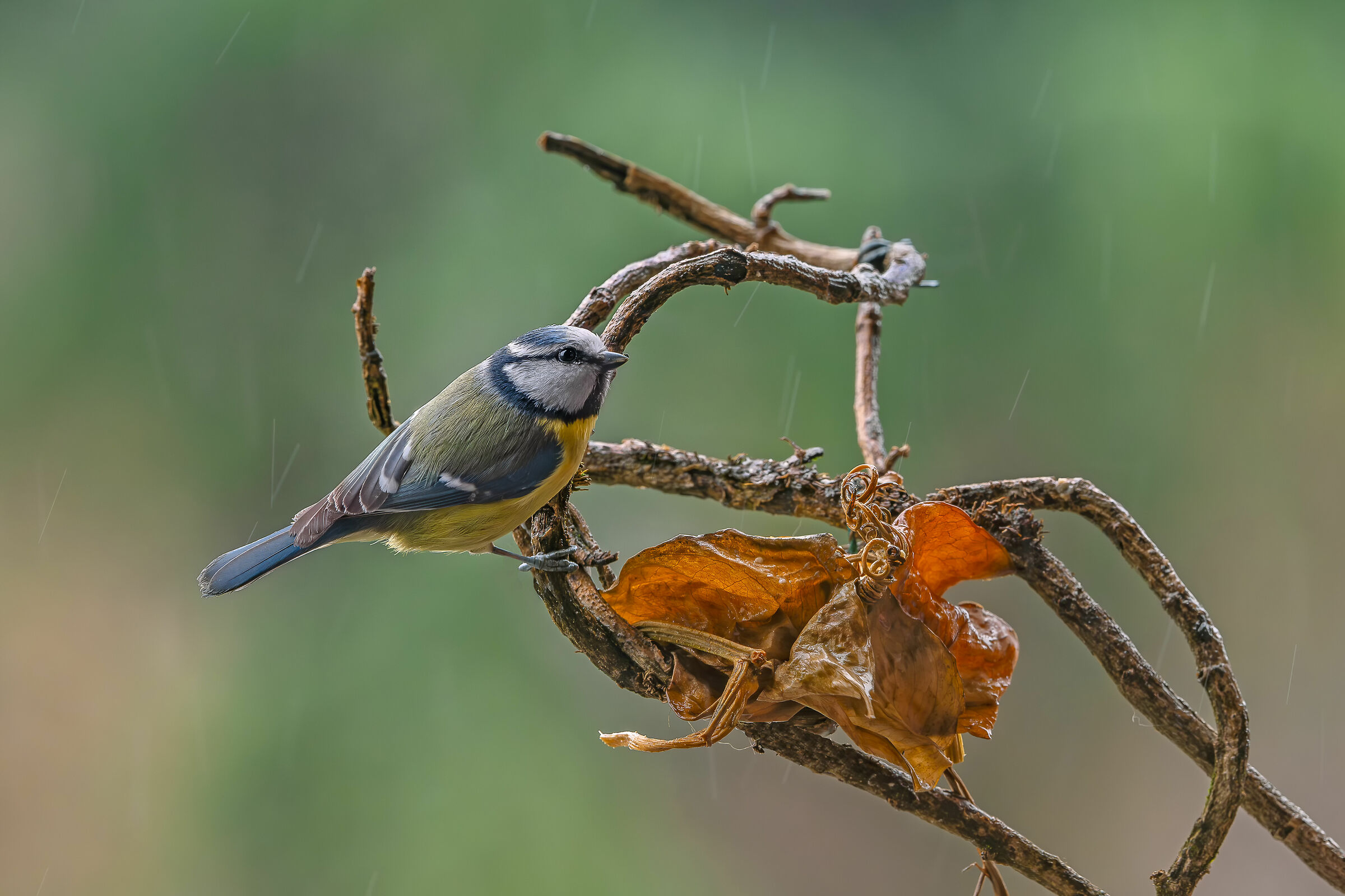 Rainy day and then from the balcony of the Cinciarel house