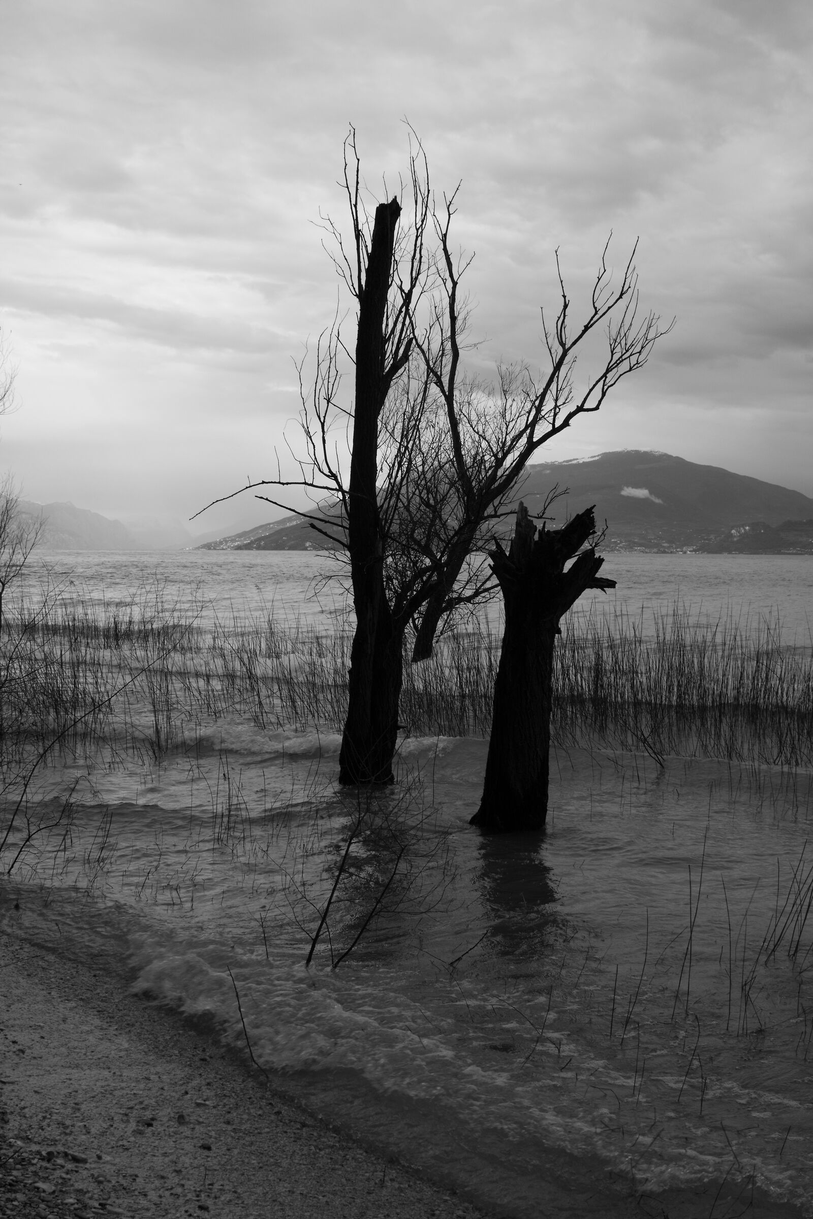 Once upon a time there was a tree