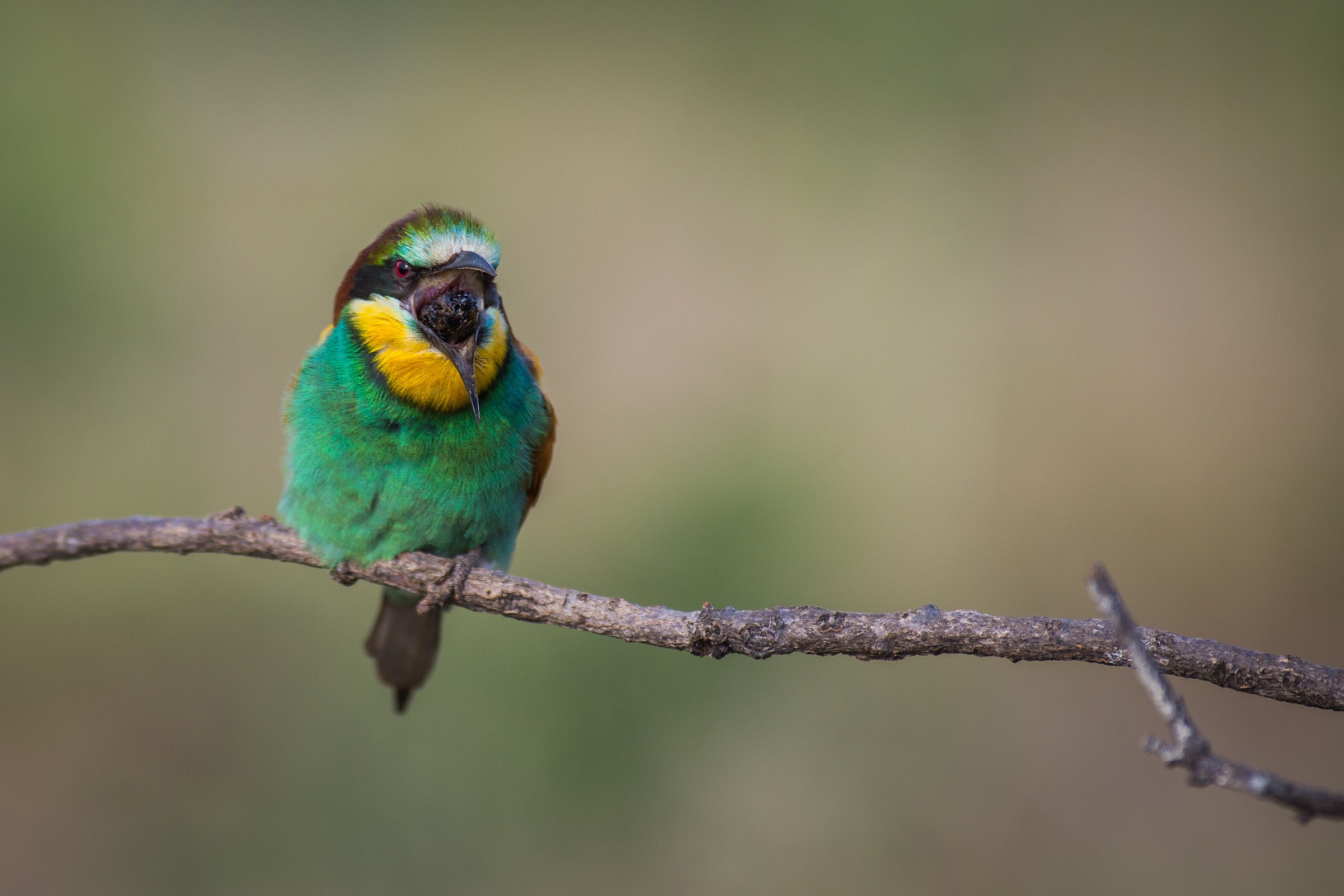 Eaten too much? Eat heavy?