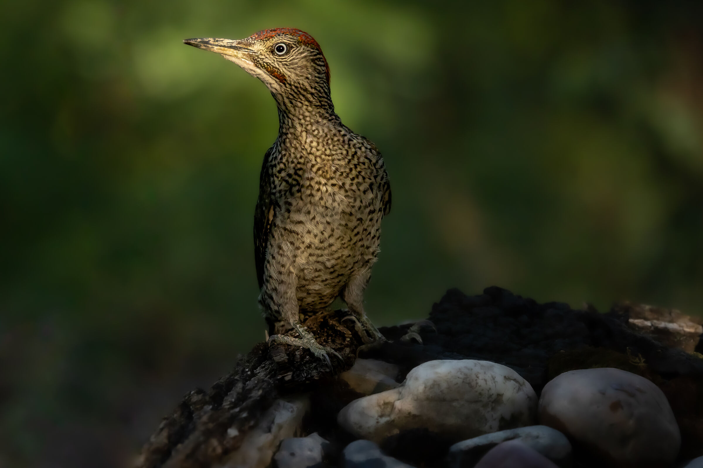 giovane picchio verde