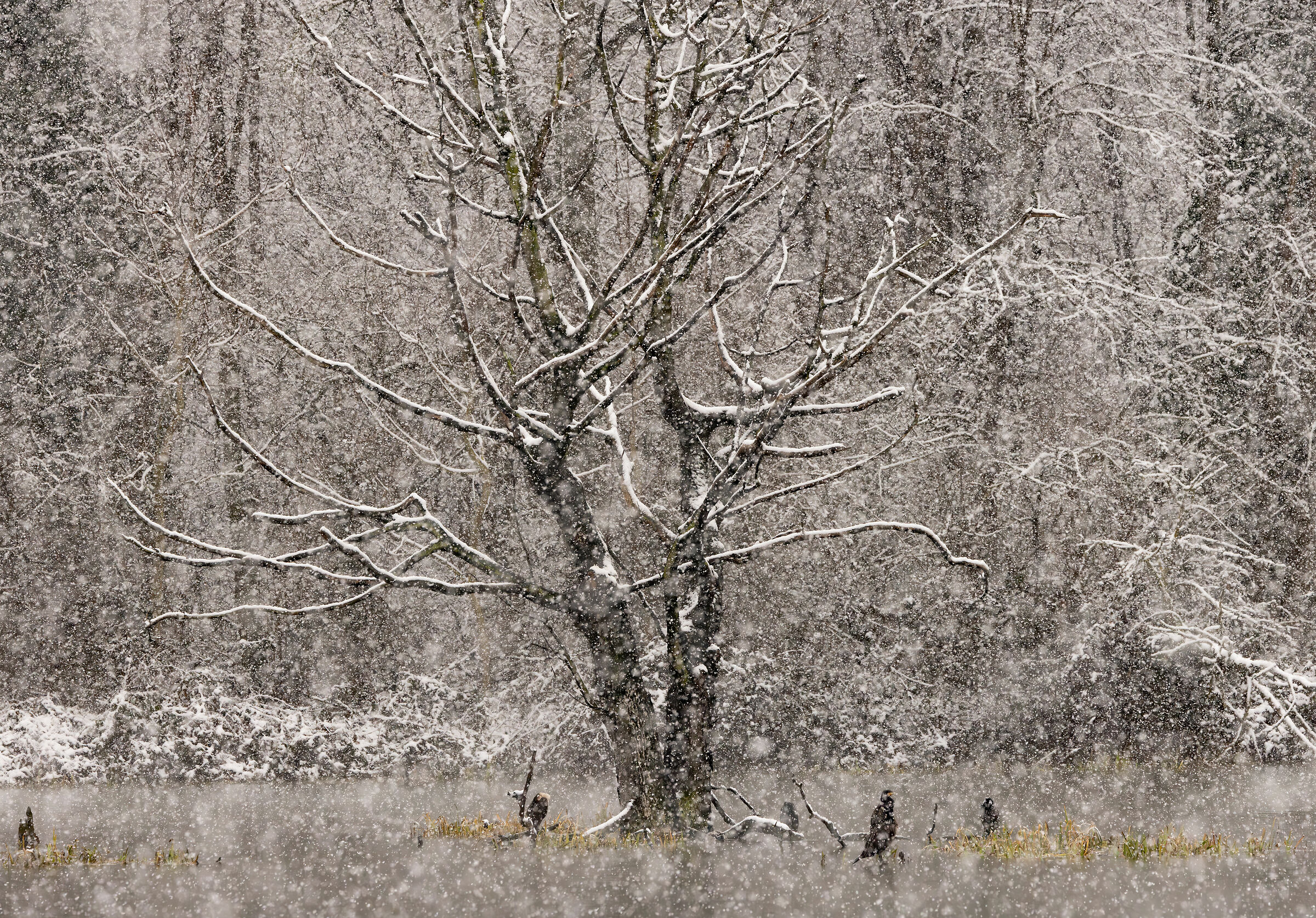 neve nell'oasi di crava morozzo