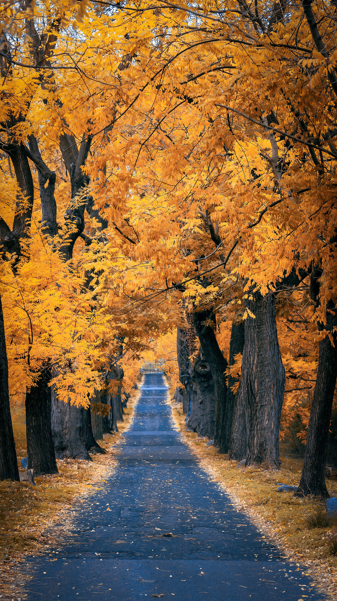 intense yellow in Lombardy