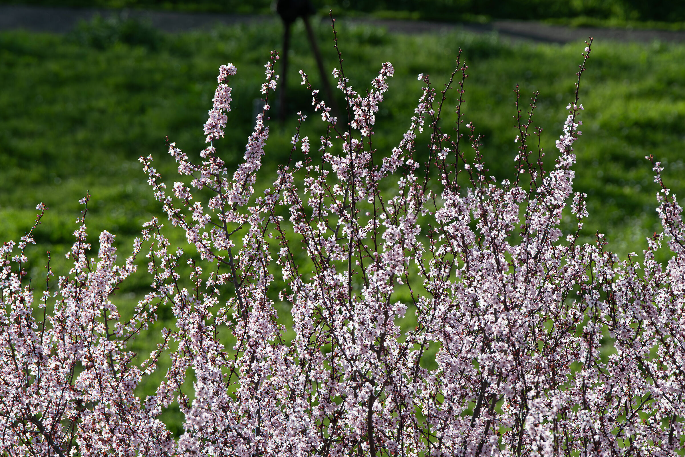 Prunus spinosa Rosea