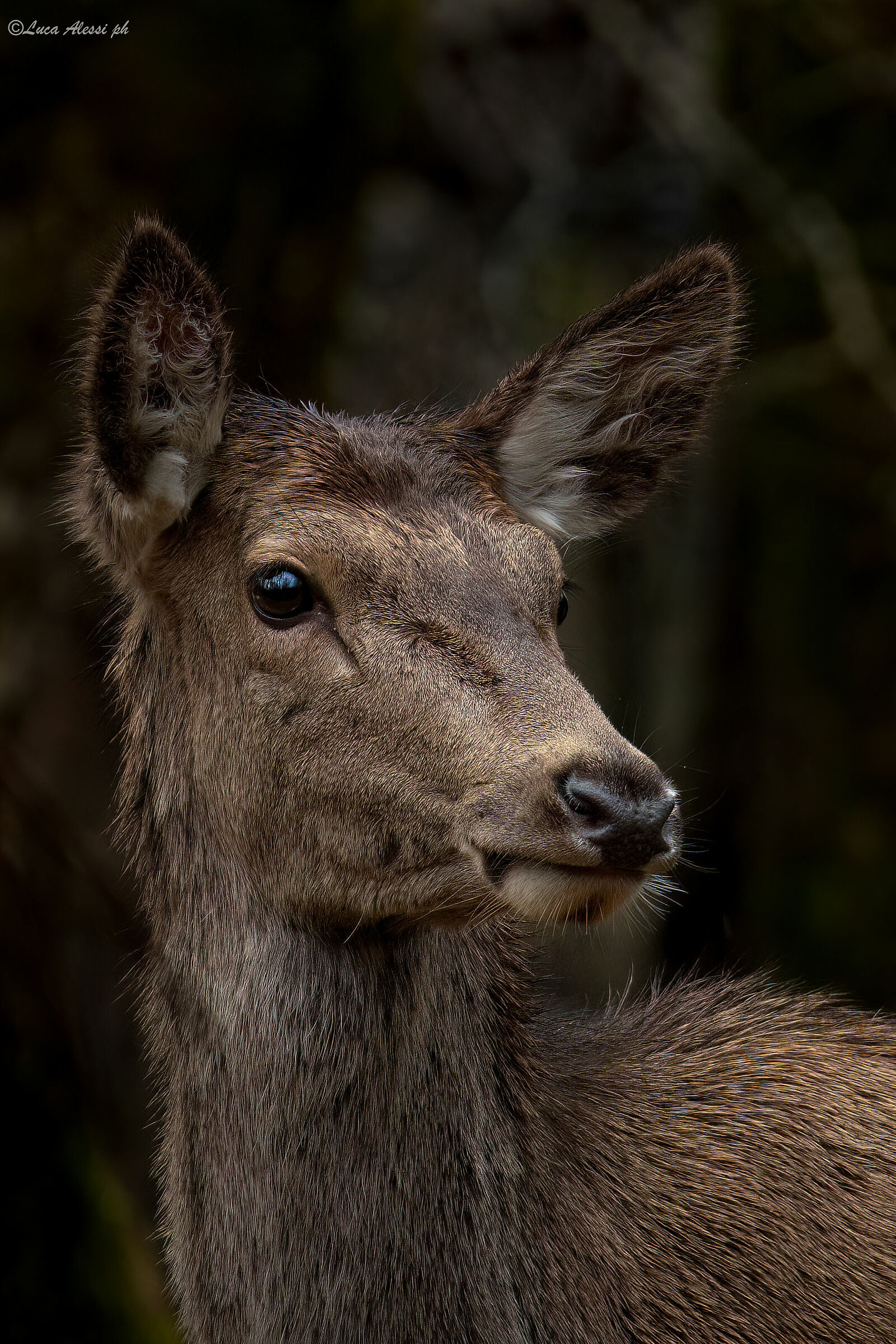 Portrait in the woods