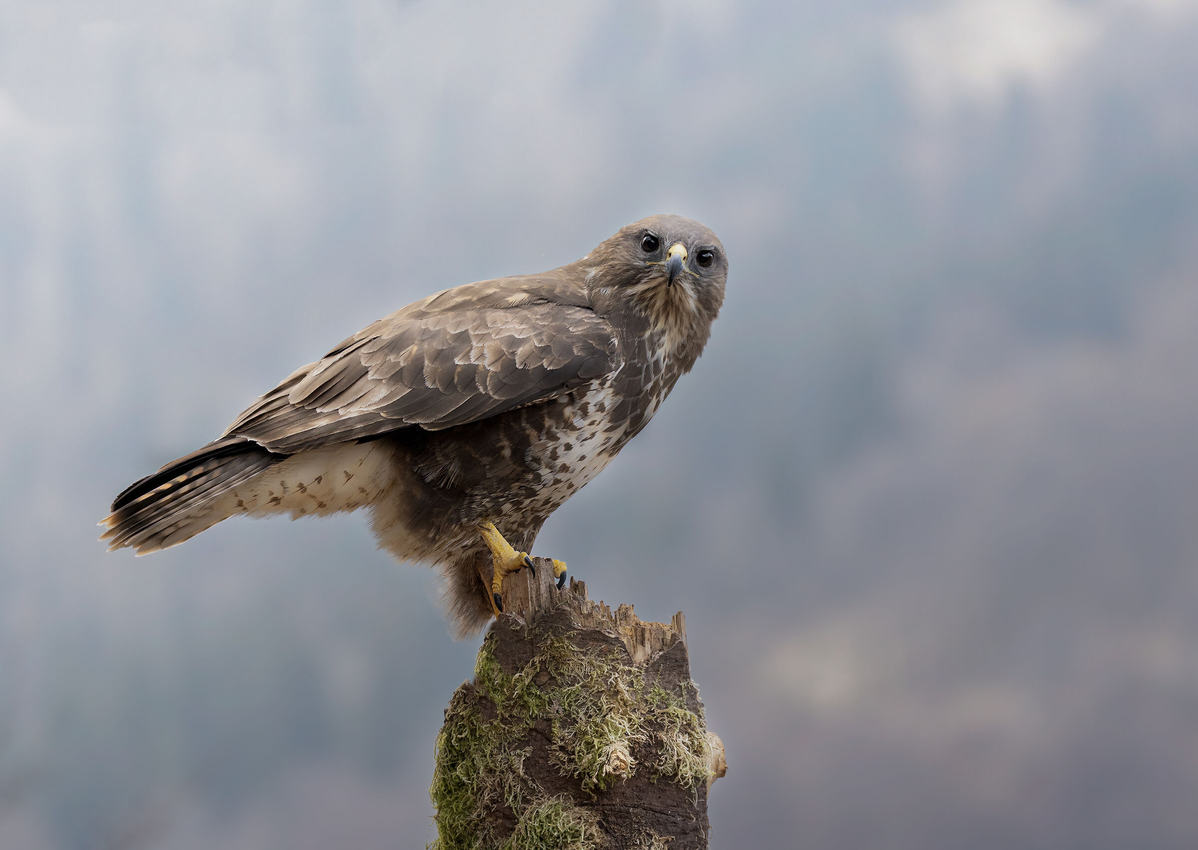 La regina nel suo Trono