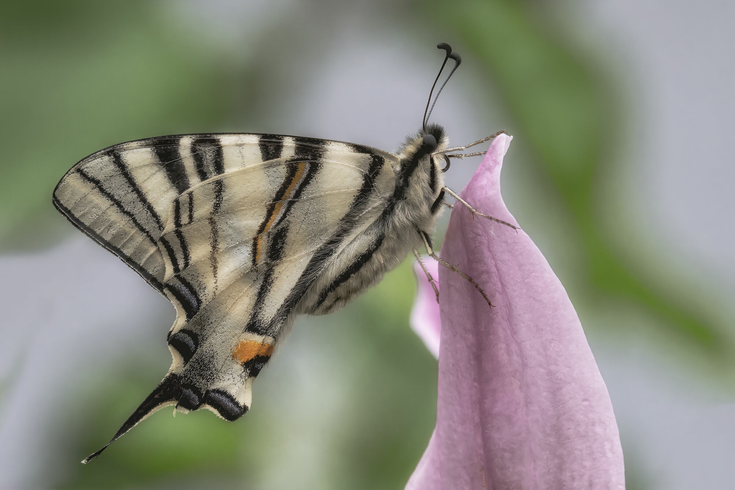 Podalirius di Iphiclides