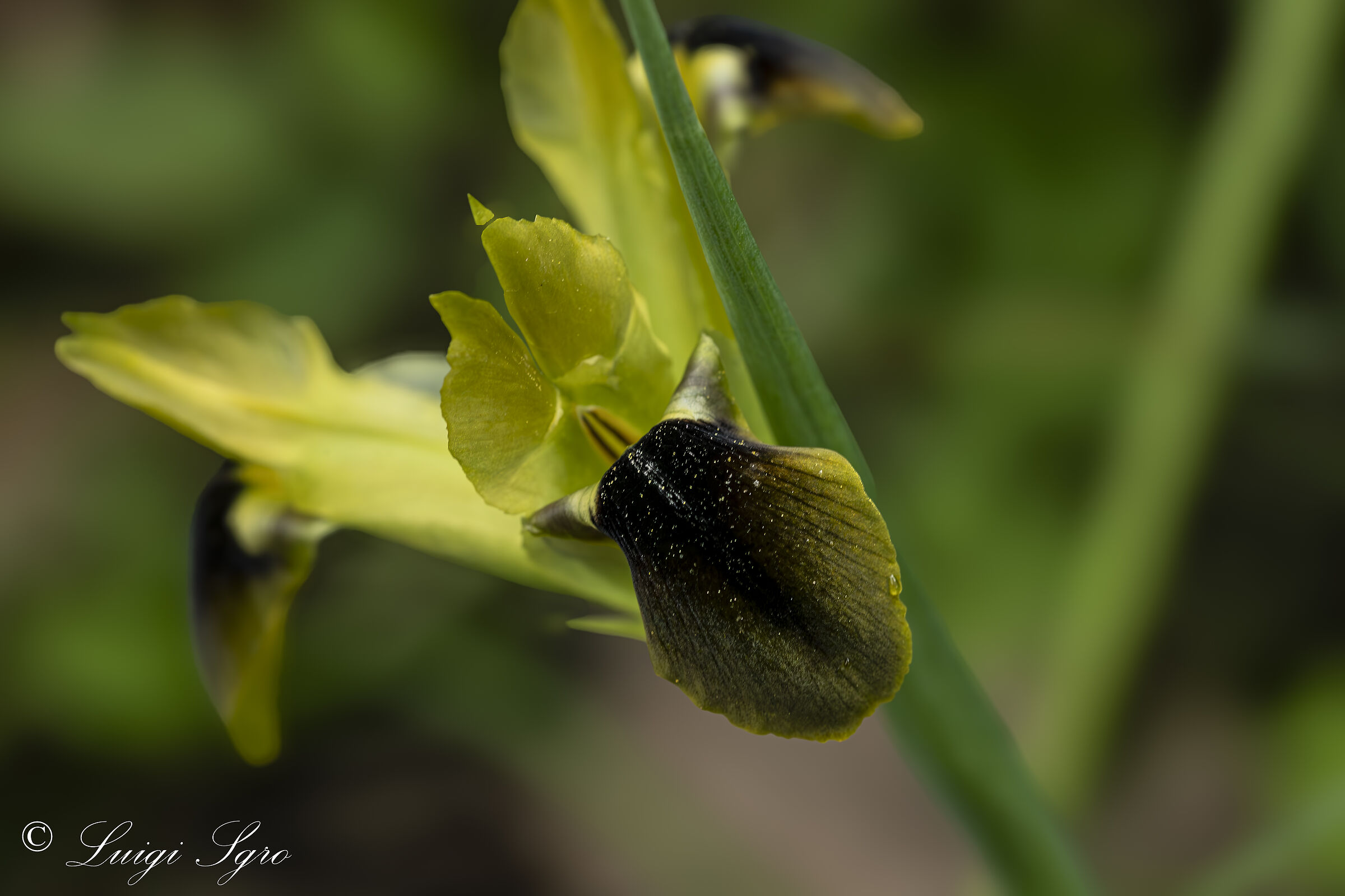 Iris