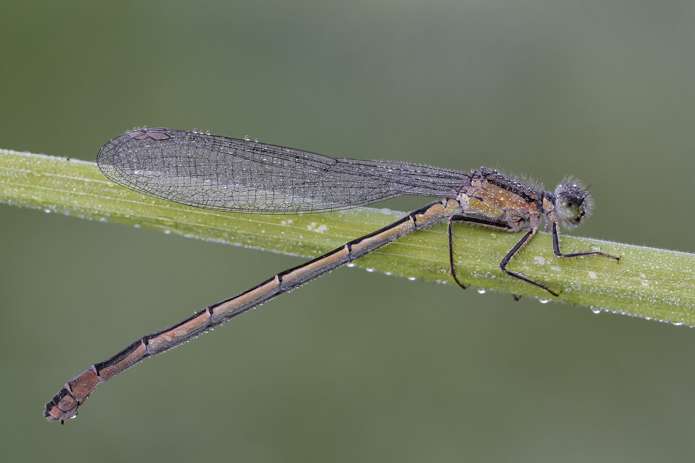 Ishnura elegans