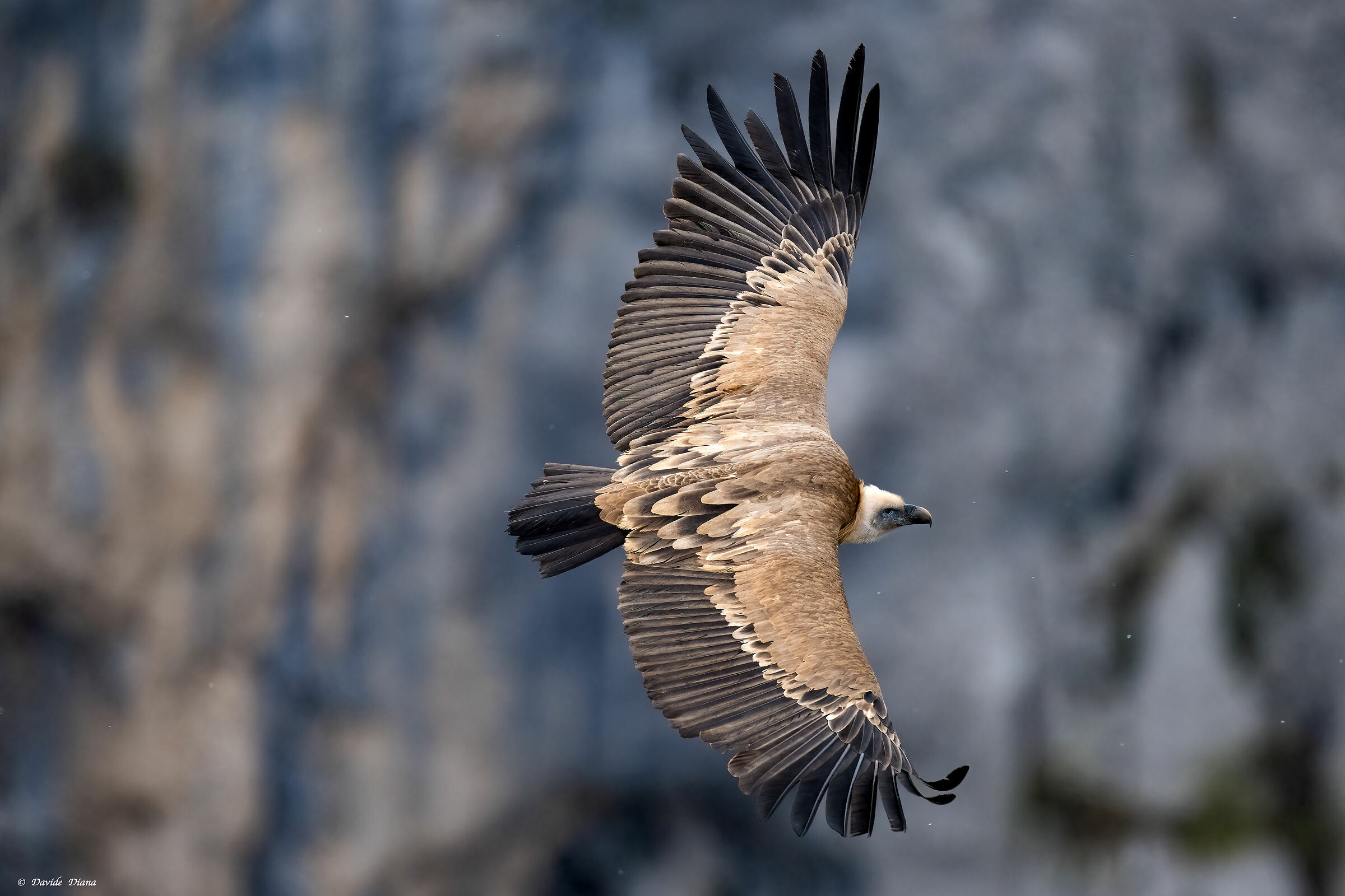 Griffon vulture - Gorges du Verdon