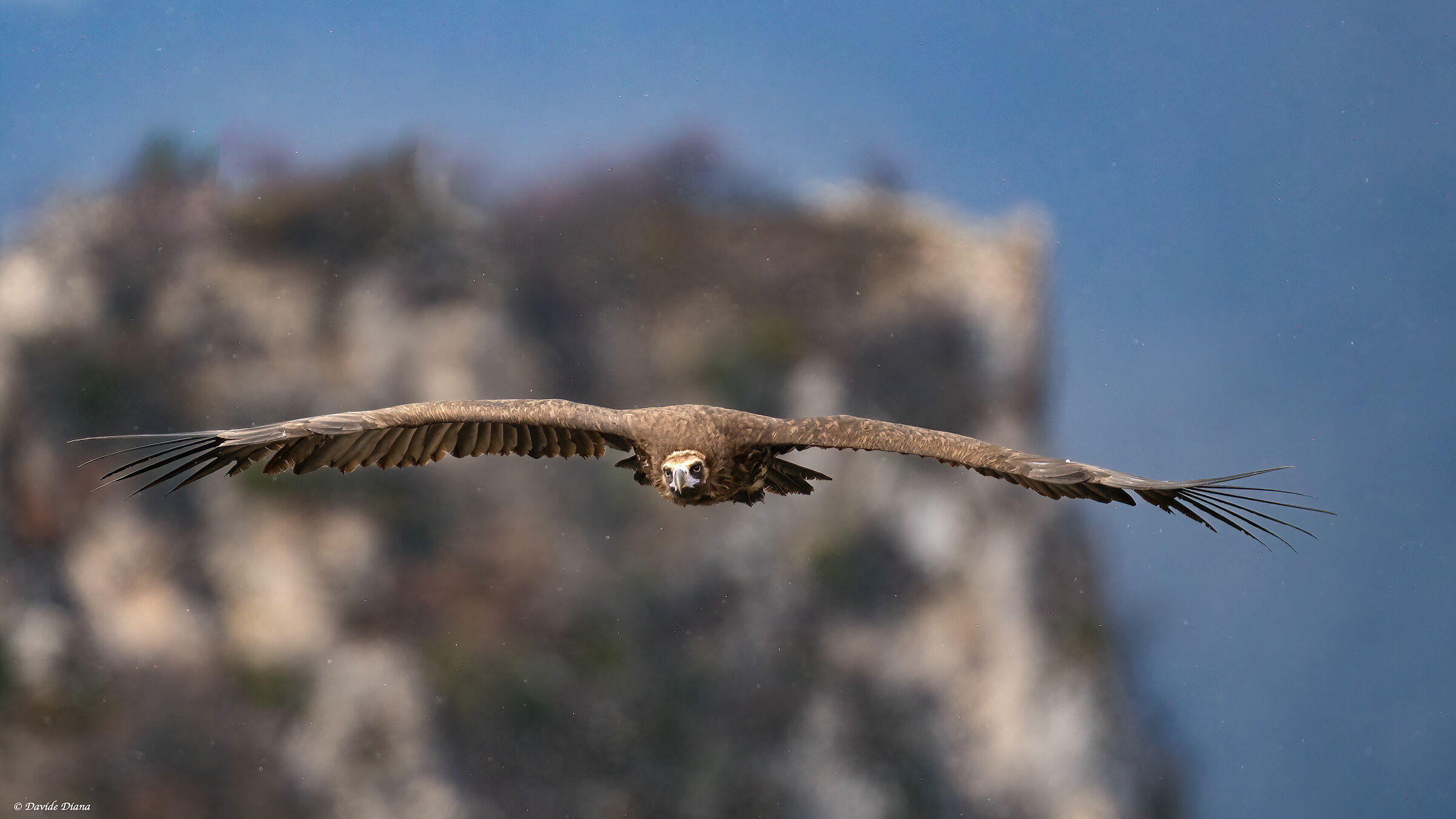 Monk Vulture - Gorges du Verdon
