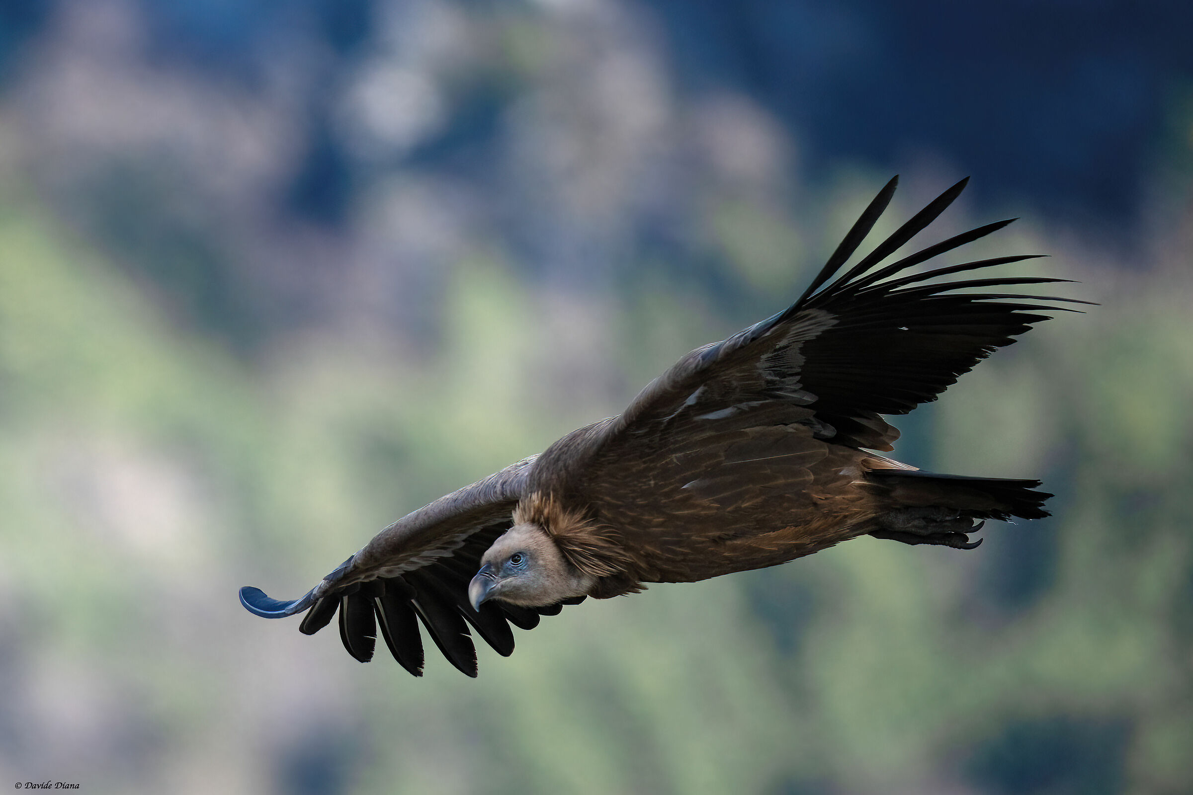 Griffon vulture - Gorges du Verdon