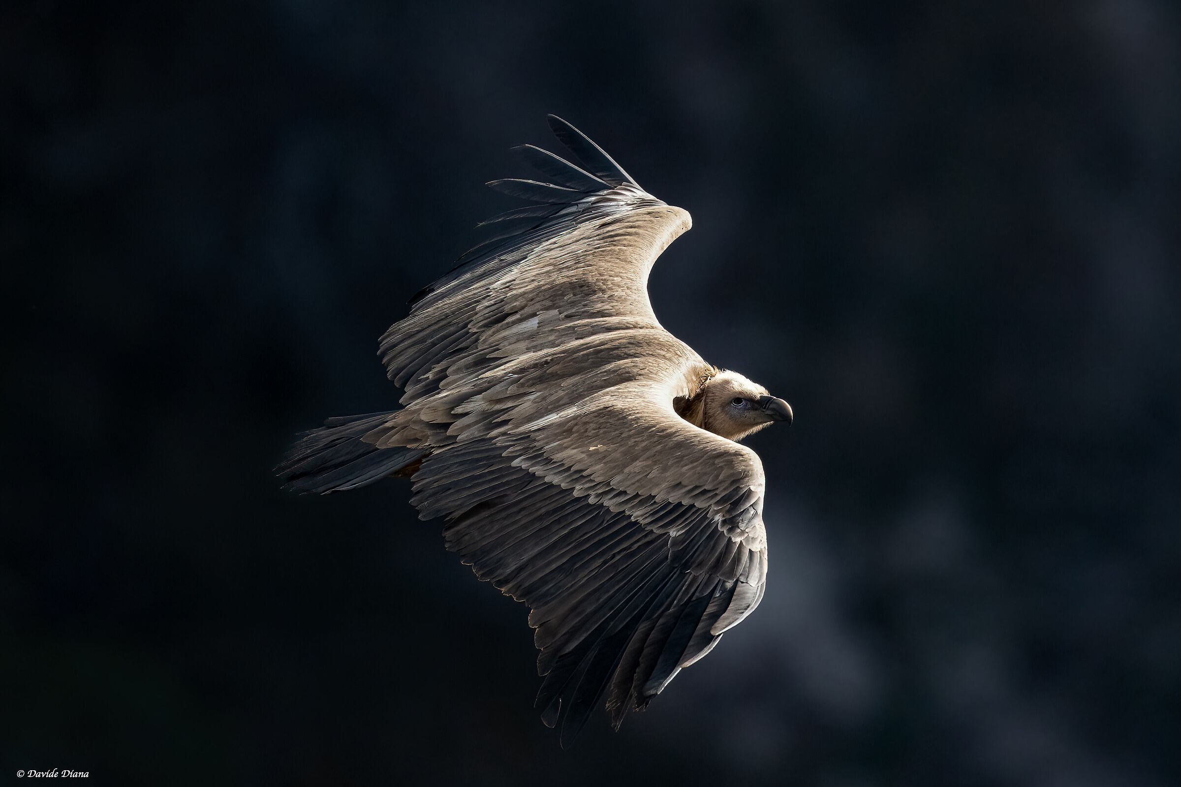 Griffon vulture - Gorges du Verdon
