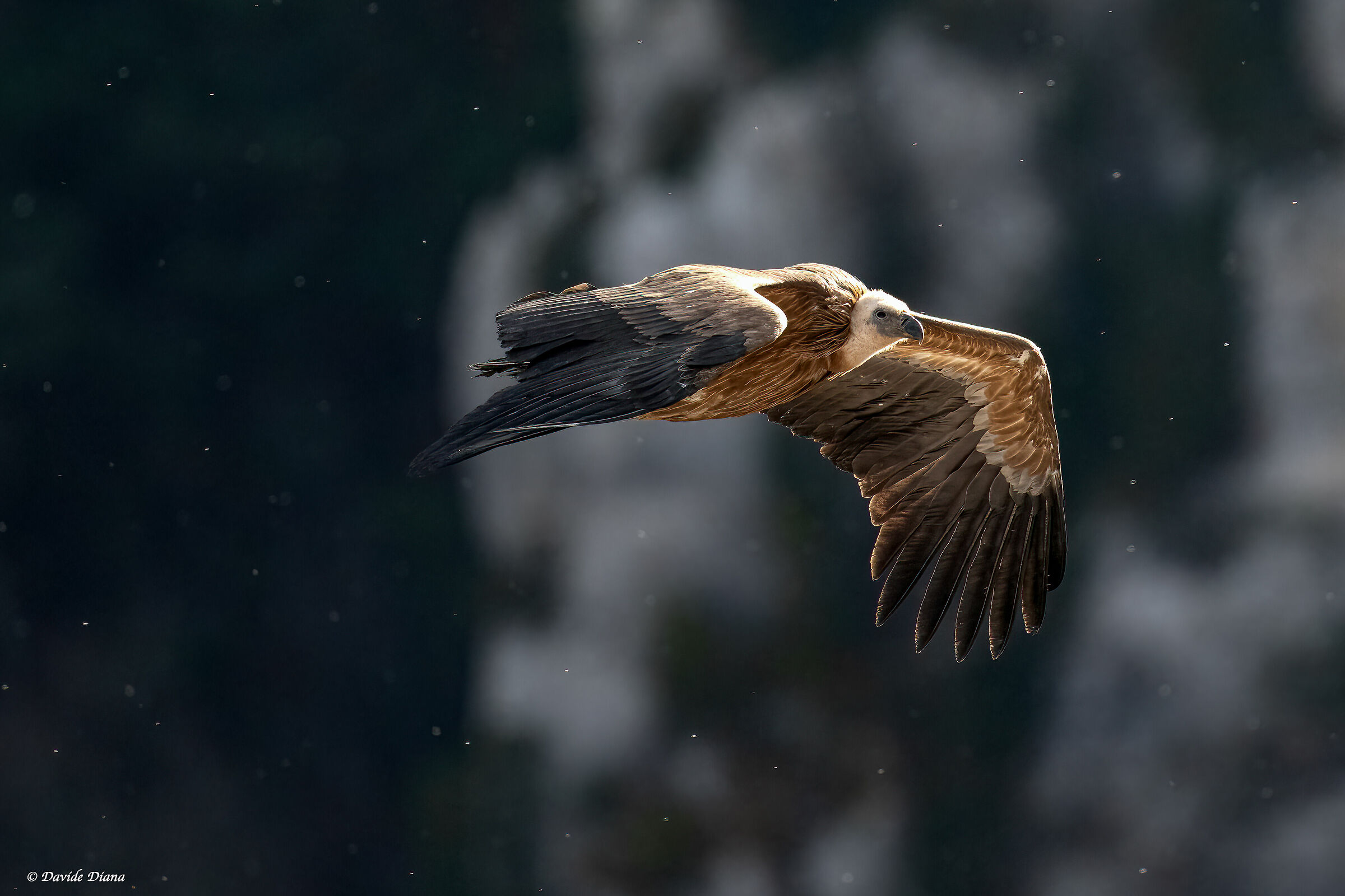 Griffon vulture - Gorges du Verdon